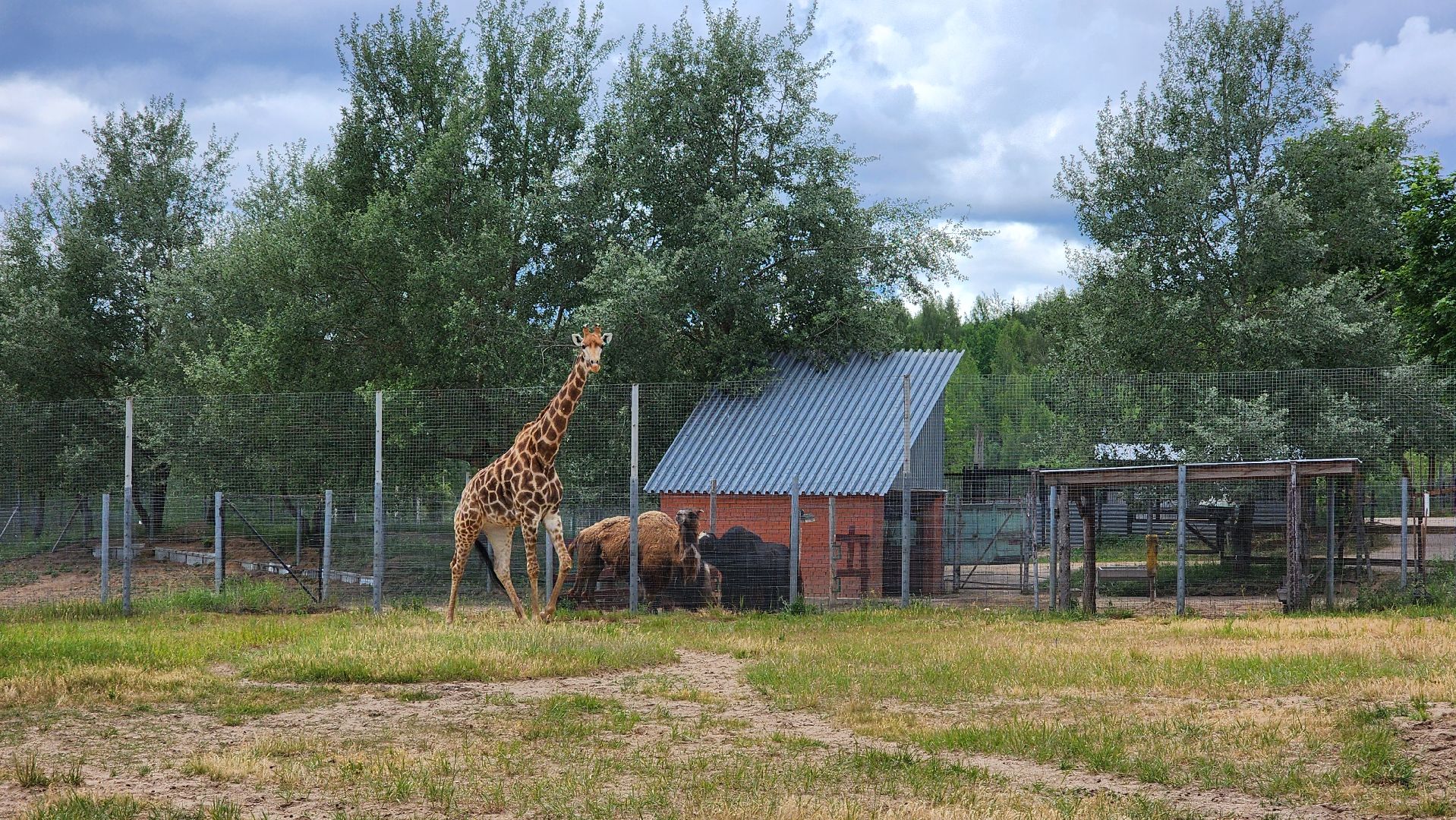 жираф, волоколамск, центр воспроизводства редких видов животных,