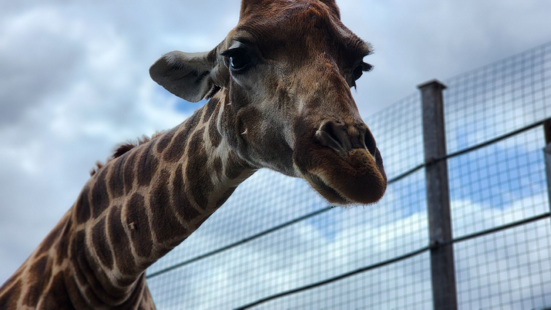 жираф, волоколамск, центр воспроизводства редких видов животных,