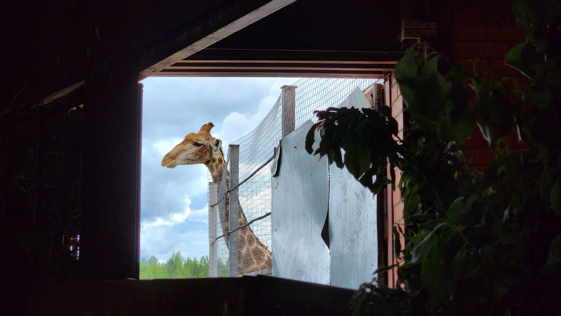 жираф, волоколамск, центр воспроизводства редких видов животных,