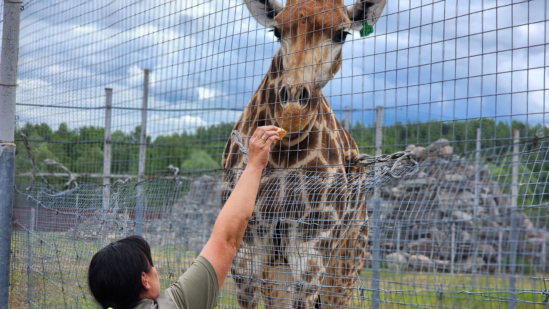 жираф, волоколамск, центр воспроизводства редких видов животных,