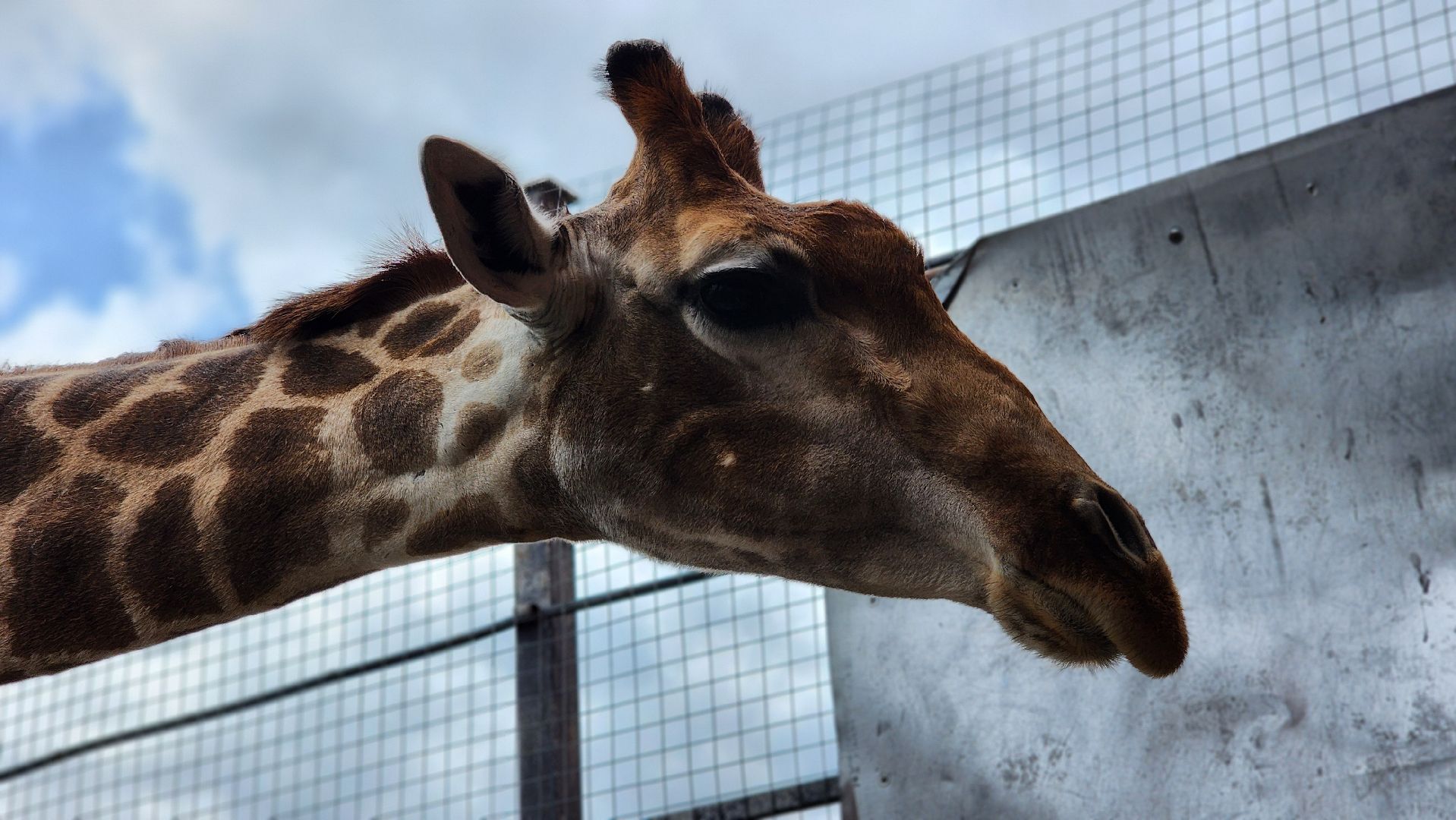 жираф, волоколамск, центр воспроизводства редких видов животных,