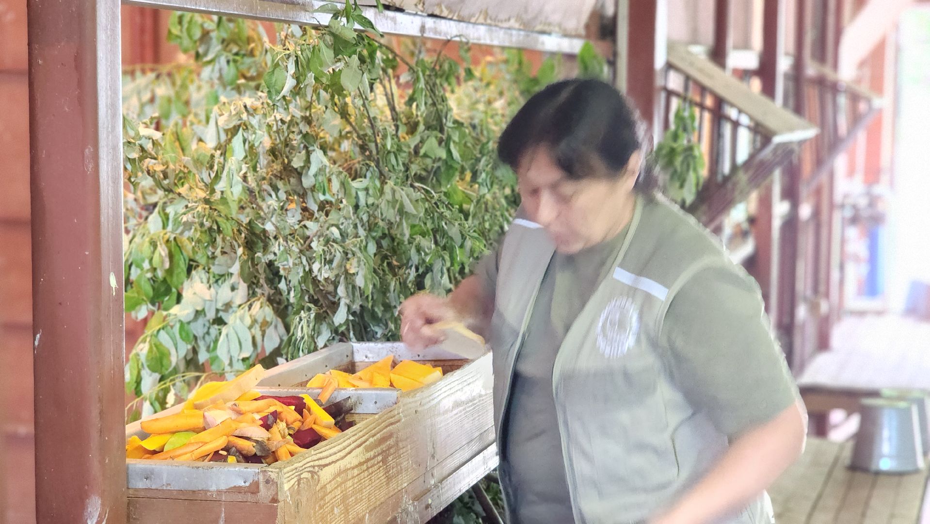 жираф, волоколамск, центр воспроизводства редких видов животных,