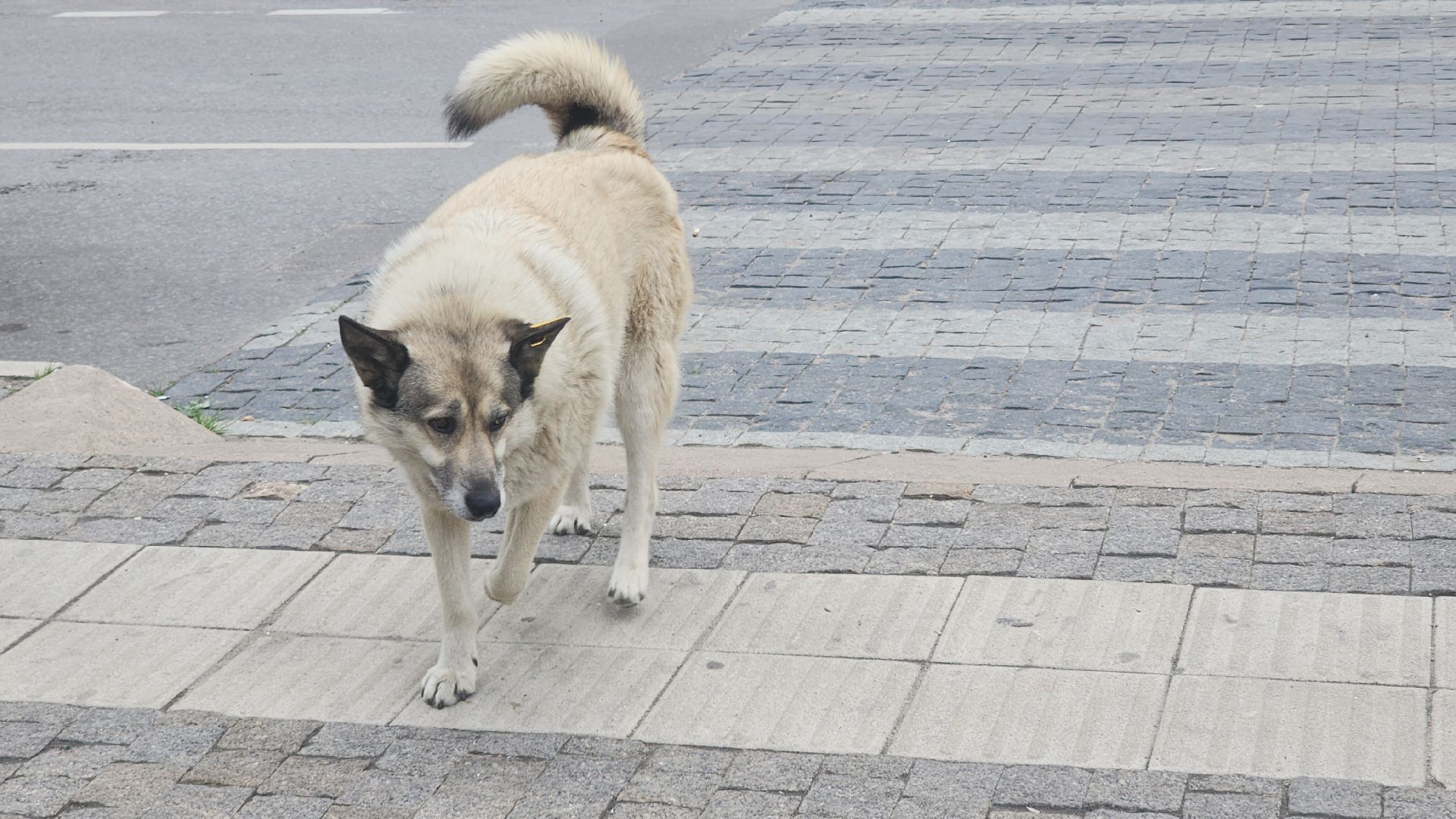Домашние животные , Ветеринария , Общество ,