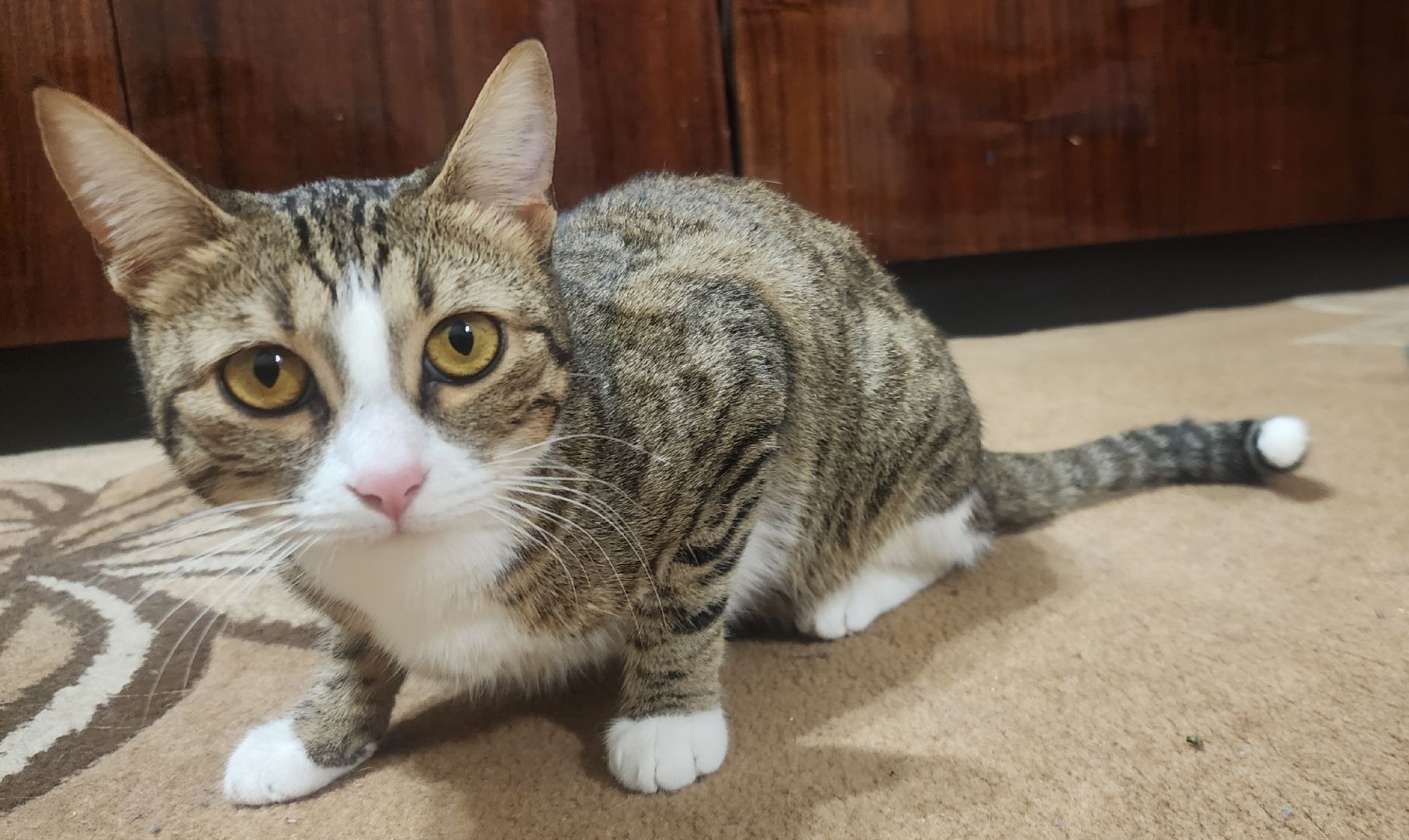 Домашние животные , Ветеринария , Общество ,