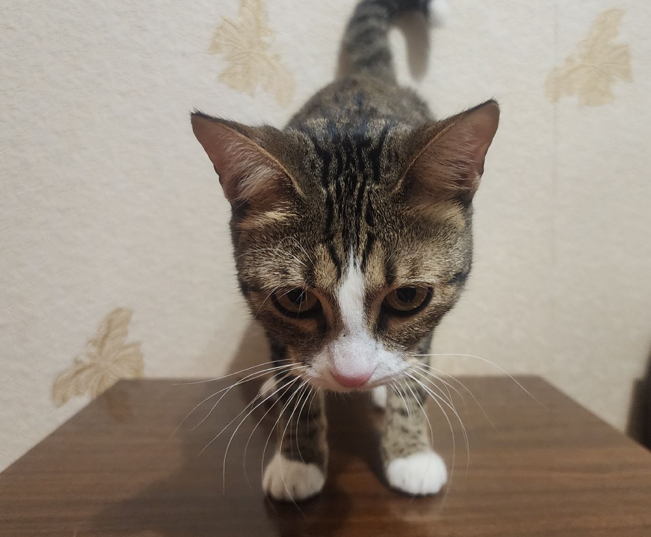 Домашние животные , Ветеринария , Общество ,