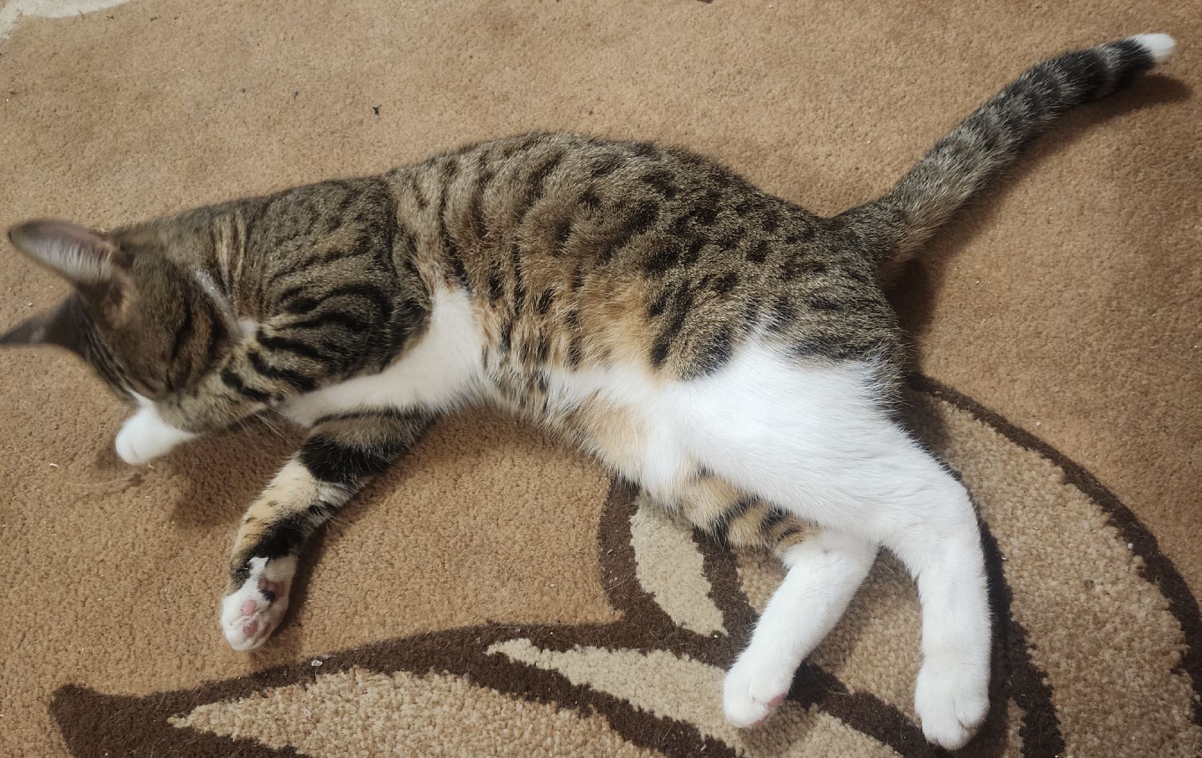 Домашние животные , Ветеринария , Общество ,