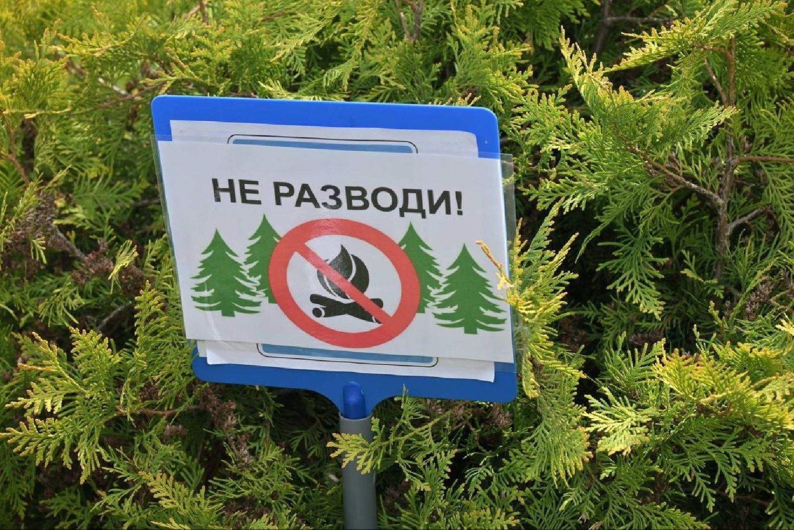 экология, дошкольники власихи, экотропа в детском саду, занятия с детьми, экологический квест,