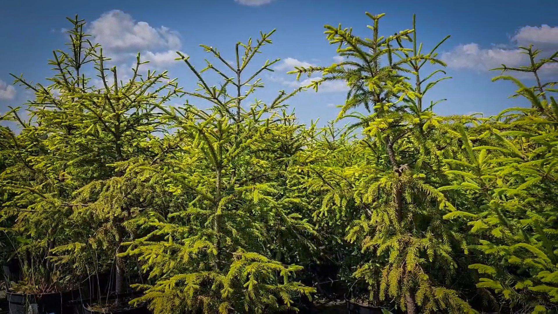 раменский округ, питомник растений,цветочная компания харченко, садовый центр бояркино,