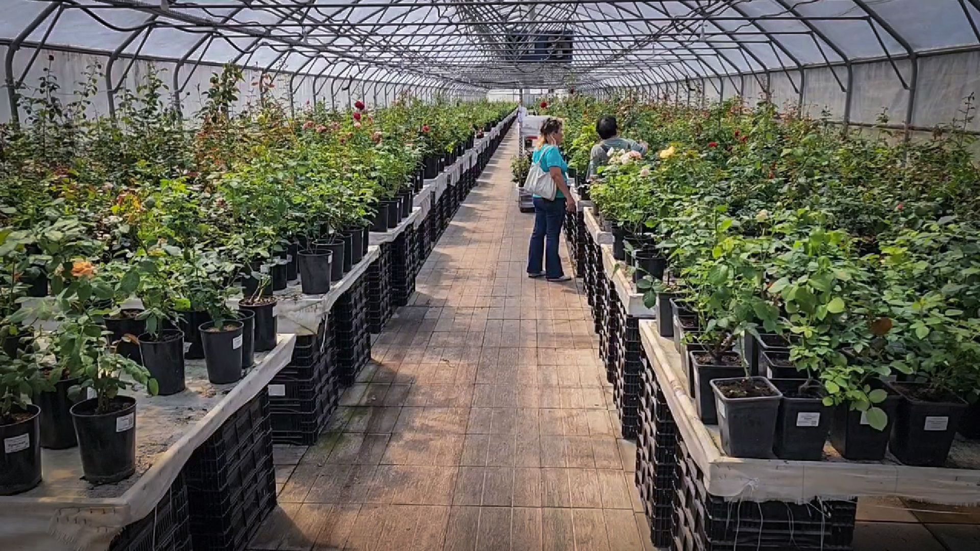 раменский округ, питомник растений,цветочная компания харченко, садовый центр бояркино,