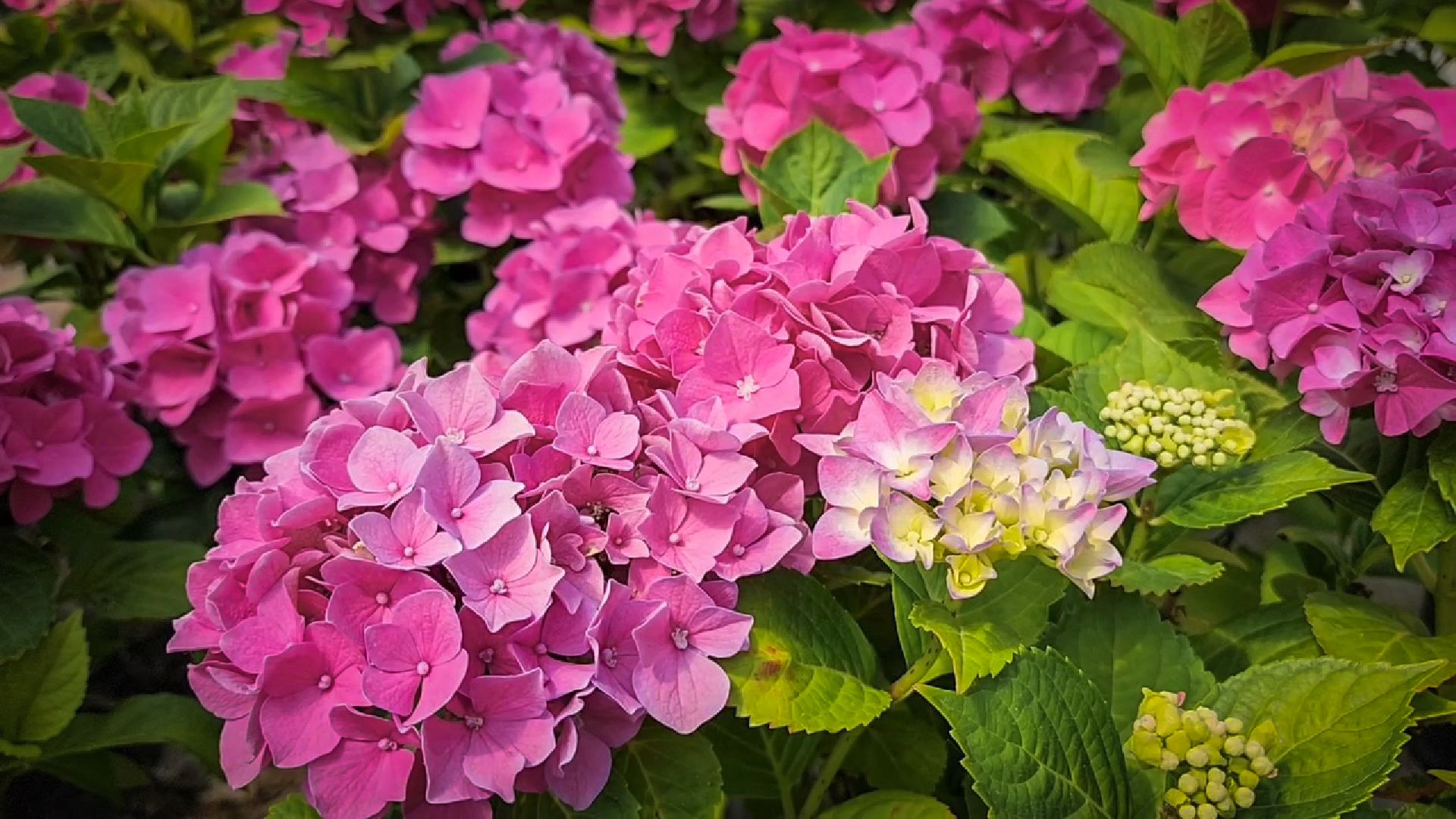 раменский округ, питомник растений,цветочная компания харченко, садовый центр бояркино,