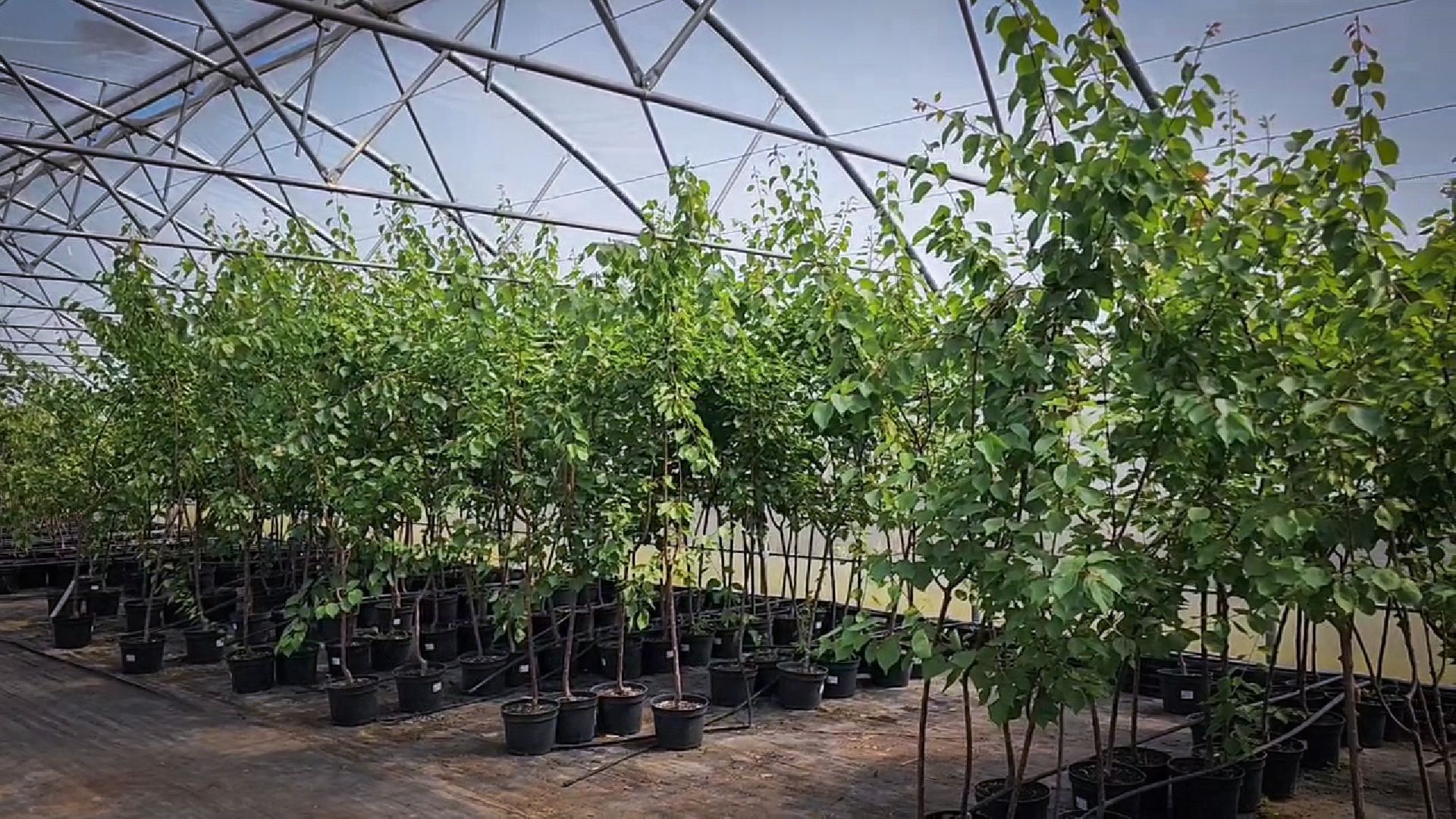 раменский округ, питомник растений,цветочная компания харченко, садовый центр бояркино,