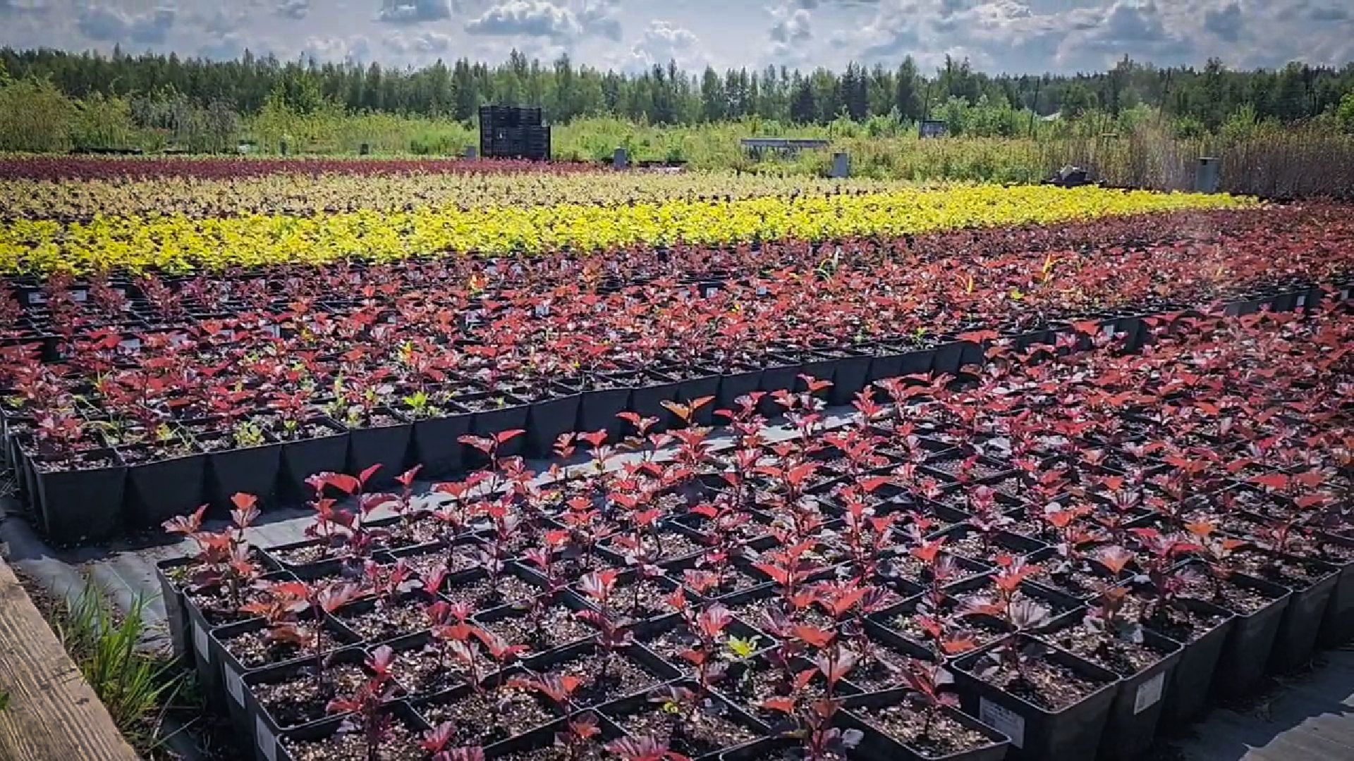 раменский округ, питомник растений,цветочная компания харченко, садовый центр бояркино,