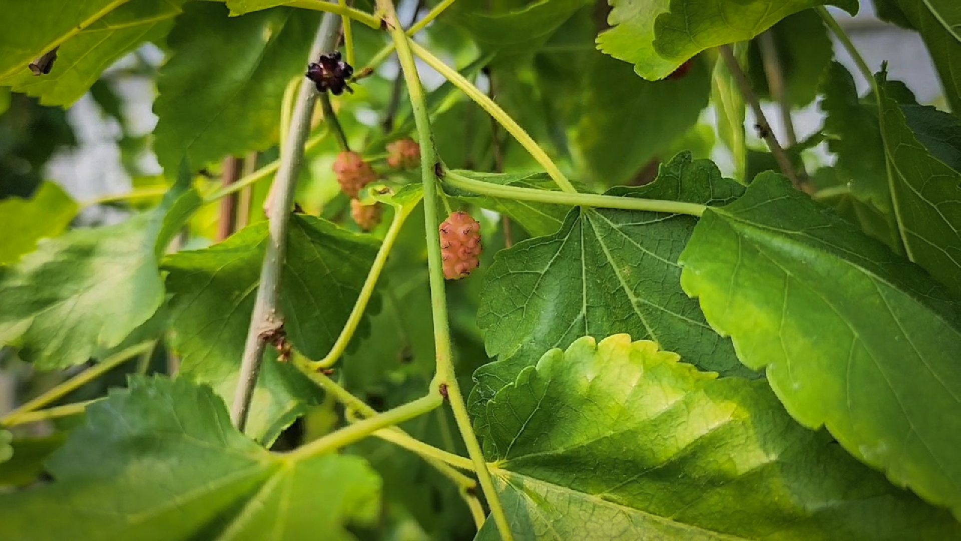 раменский округ, питомник растений,цветочная компания харченко, садовый центр бояркино,