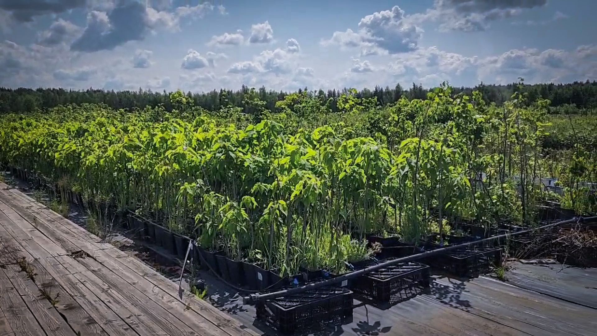 раменский округ, питомник растений,цветочная компания харченко, садовый центр бояркино,