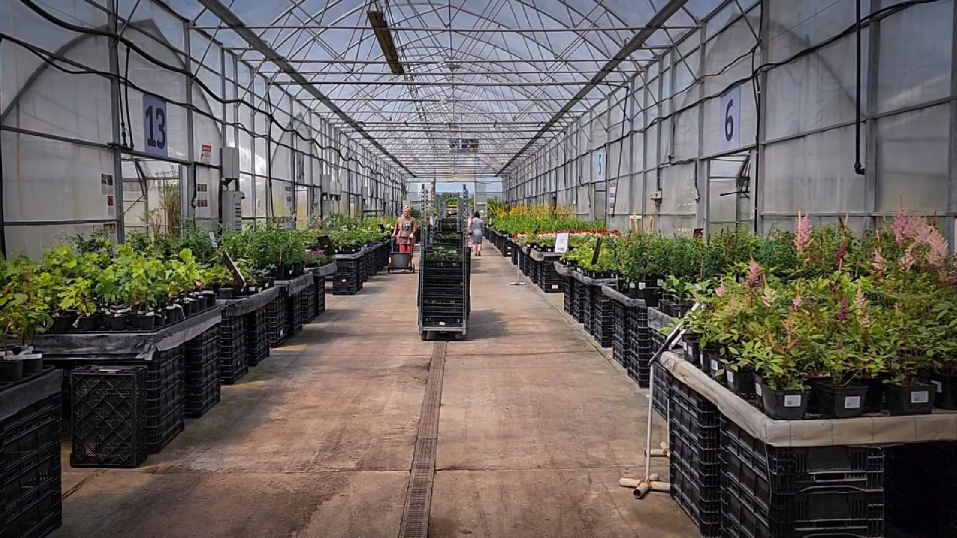 раменский округ, питомник растений,цветочная компания харченко, садовый центр бояркино,