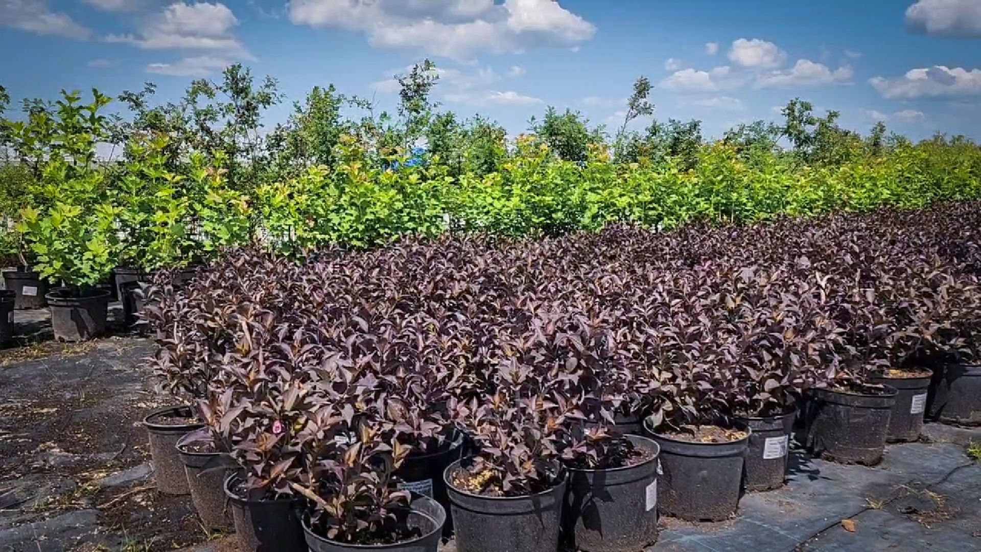 раменский округ, питомник растений,цветочная компания харченко, садовый центр бояркино,