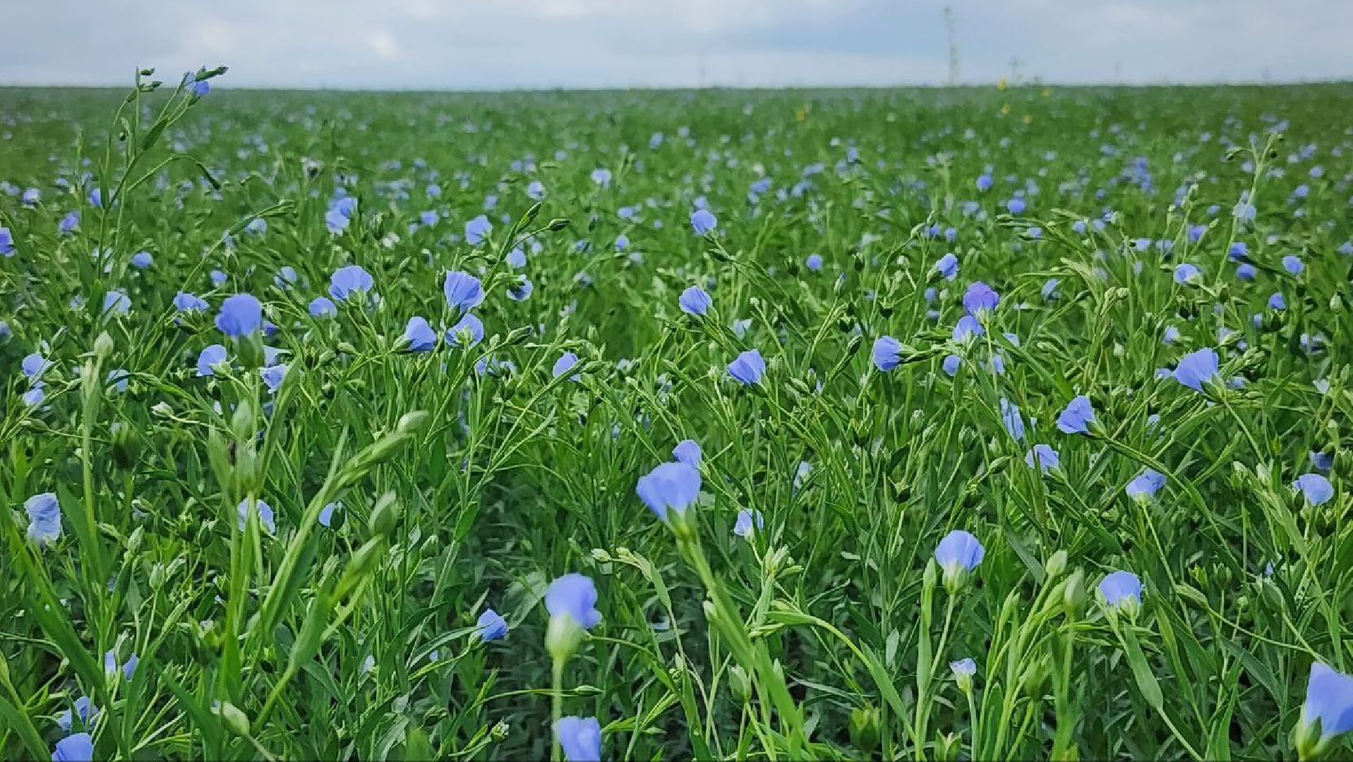 серебряные пруды, сельское хозяйство, лен,