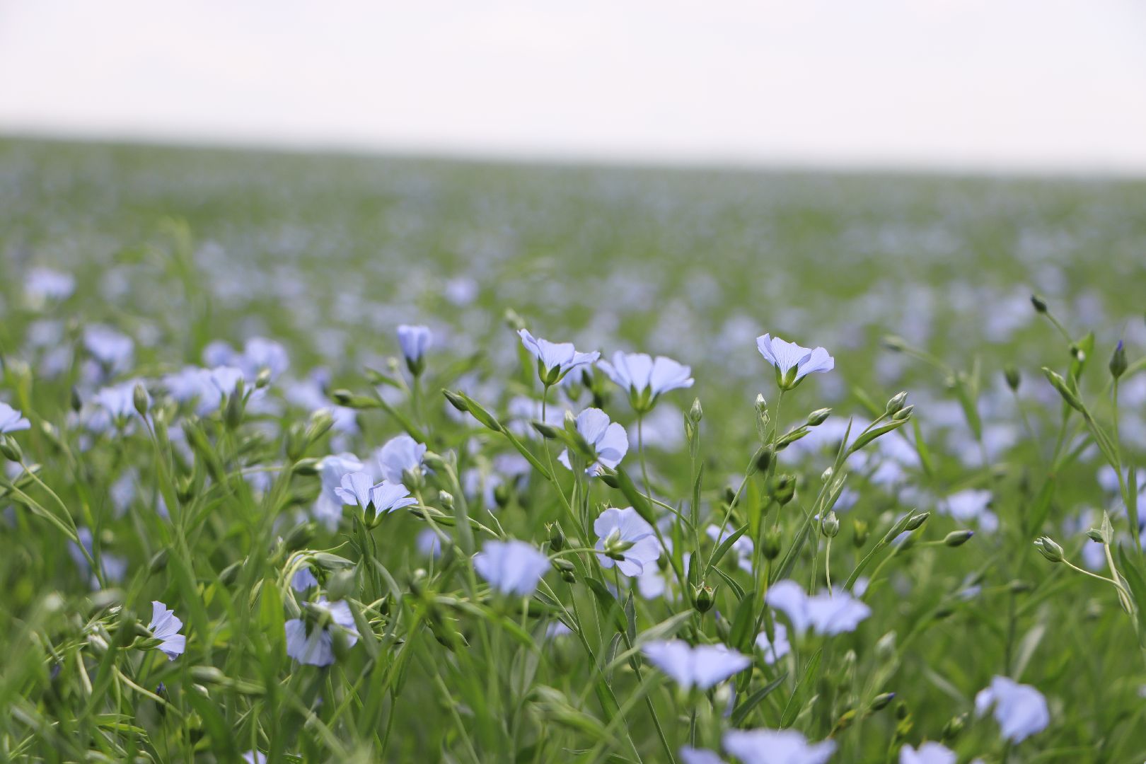 серебряные пруды, сельское хозяйство, лен,