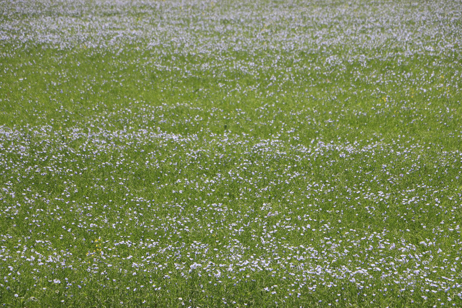 серебряные пруды, сельское хозяйство, лен,