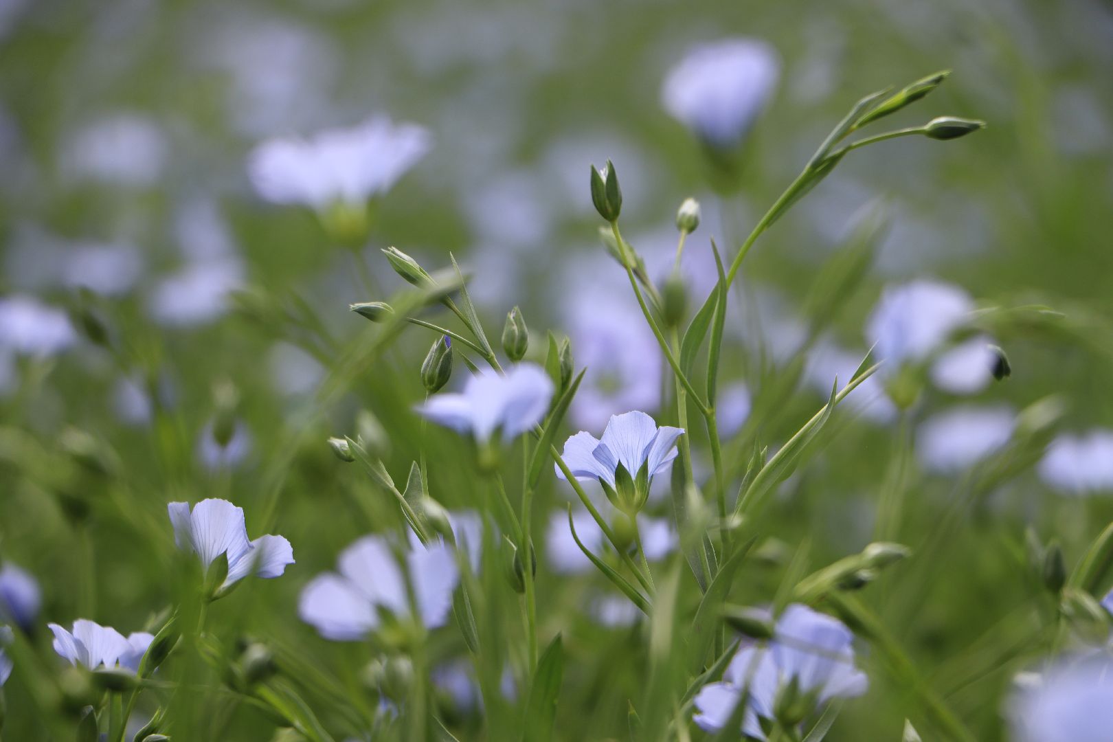 серебряные пруды, сельское хозяйство, лен,