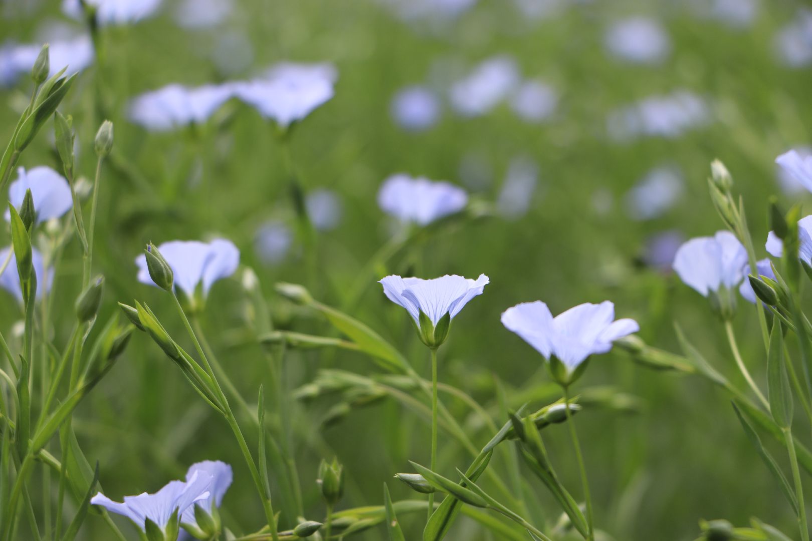 серебряные пруды, сельское хозяйство, лен,