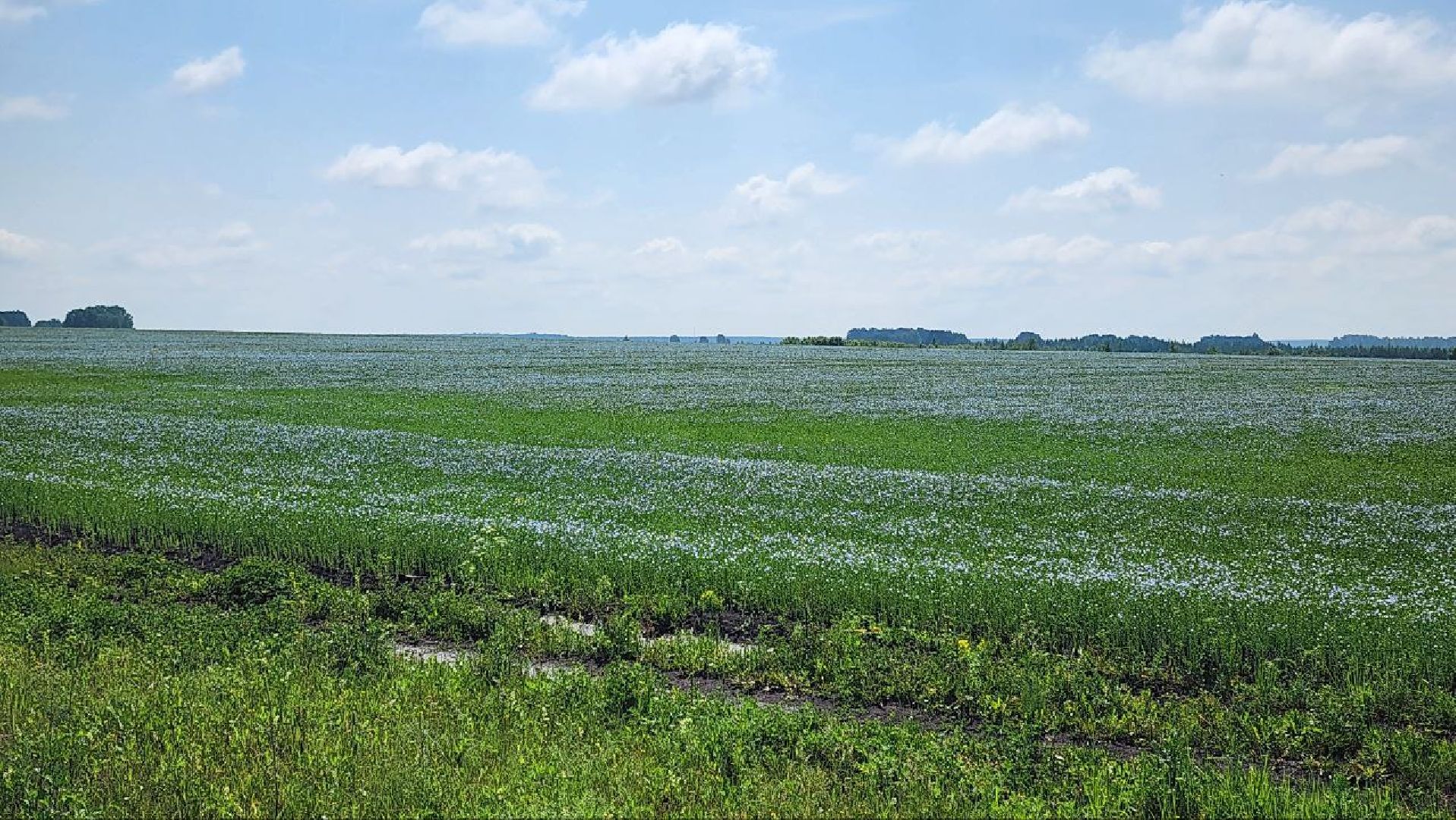 серебряные пруды, сельское хозяйство, лен,