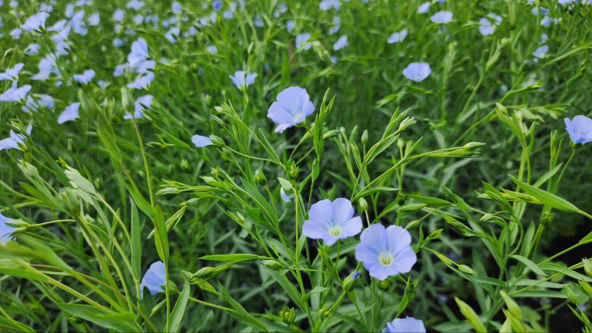серебряные пруды, сельское хозяйство, лен,