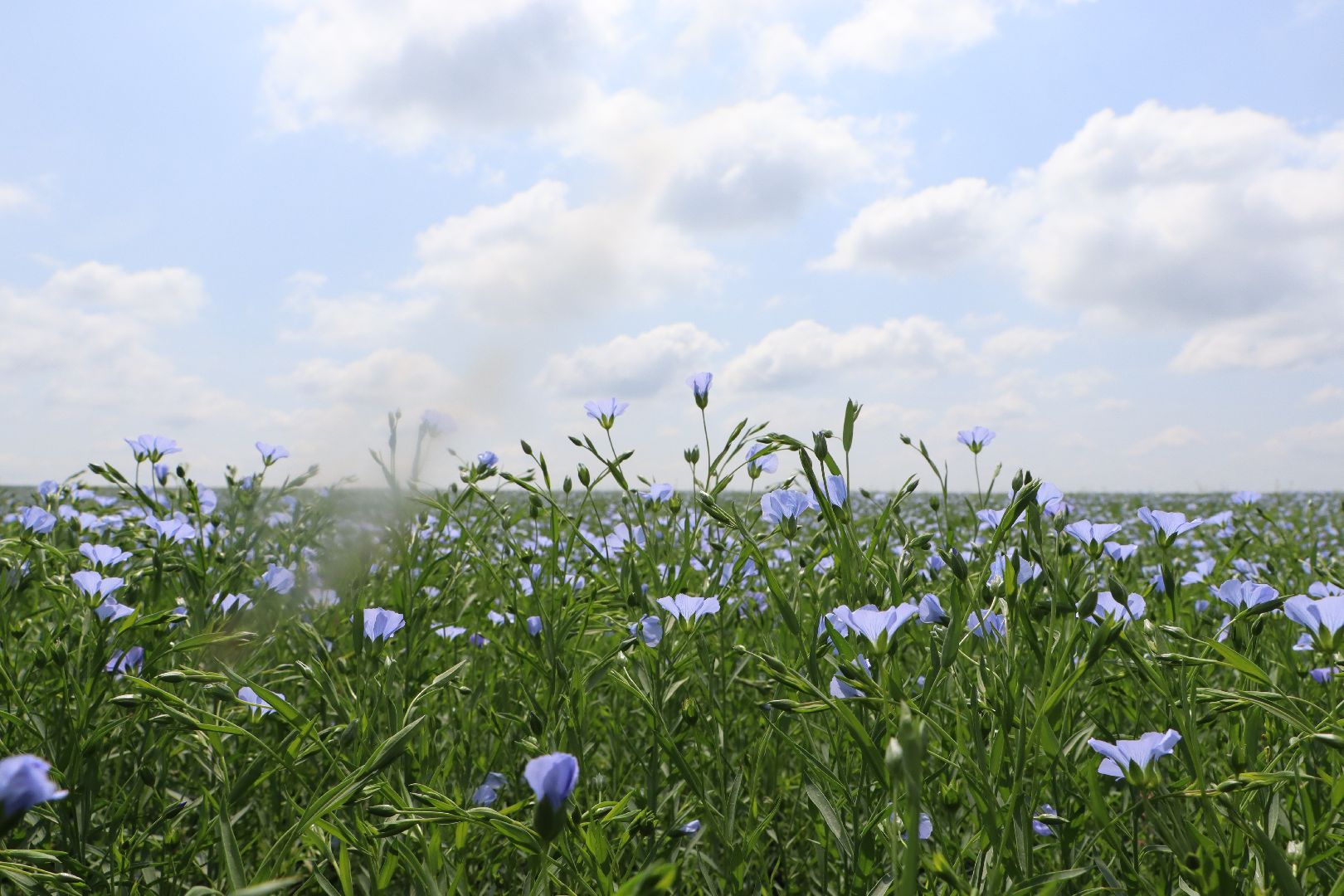 серебряные пруды, сельское хозяйство, лен,