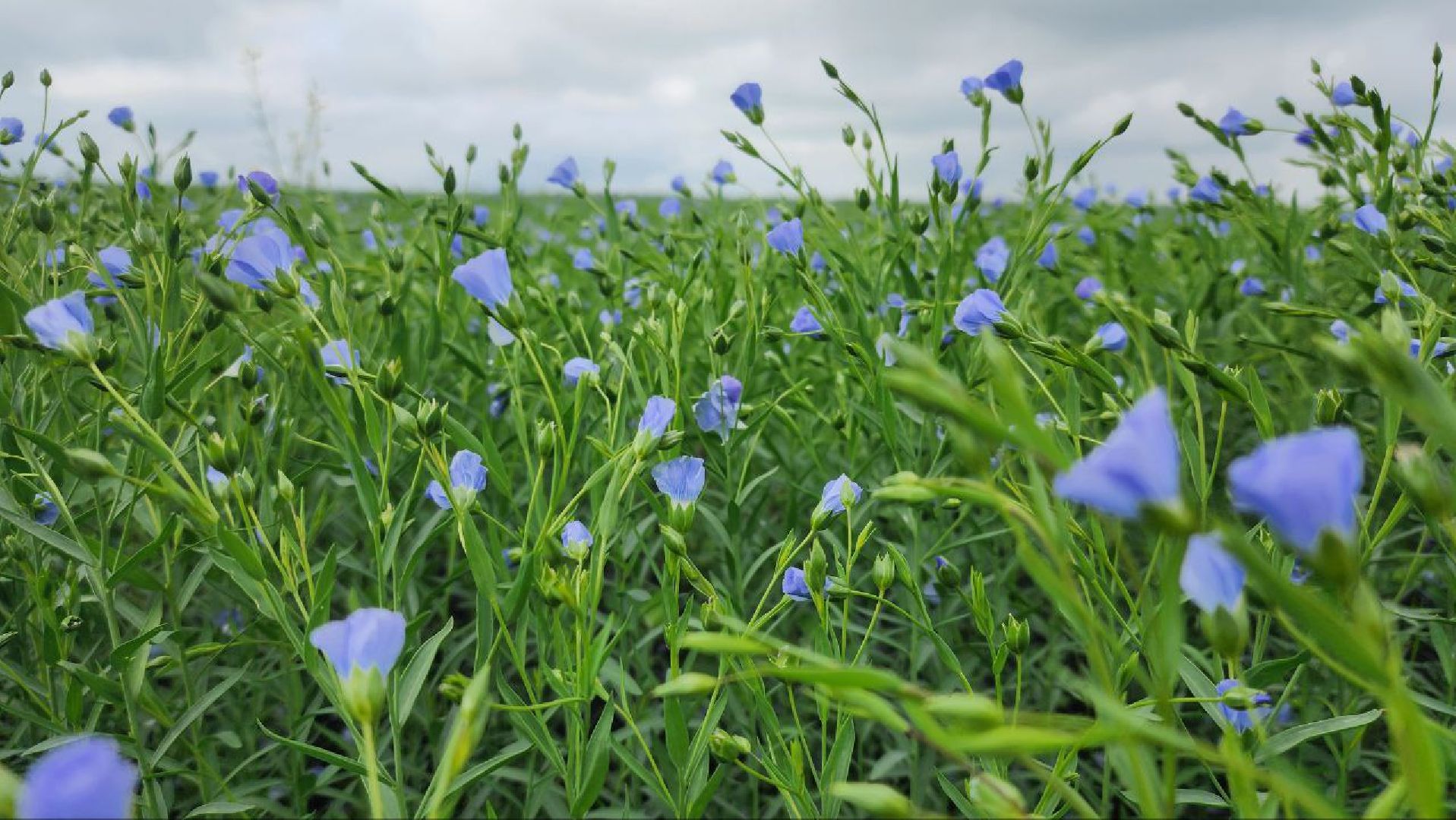 серебряные пруды, сельское хозяйство, лен,