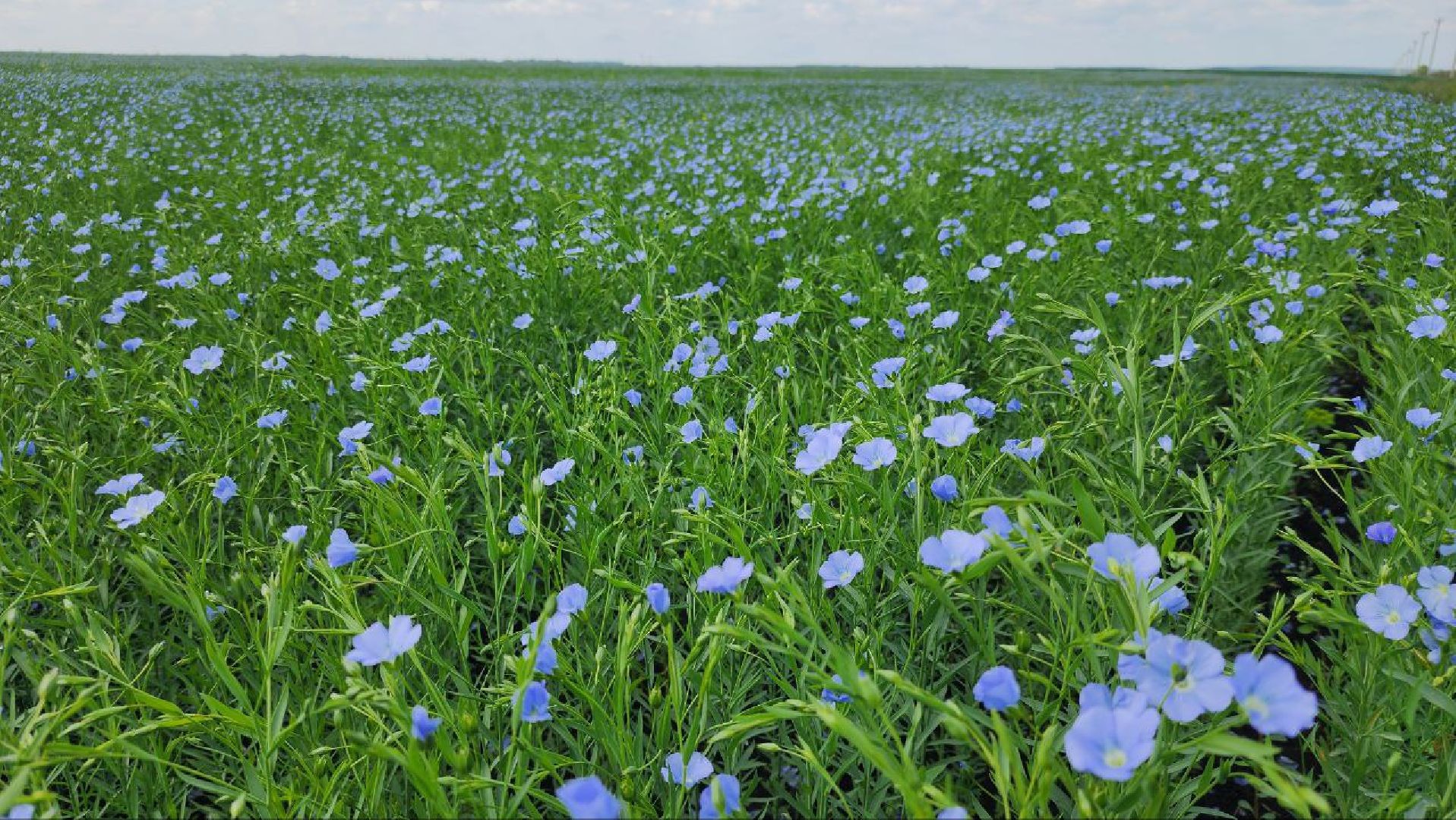 серебряные пруды, сельское хозяйство, лен,