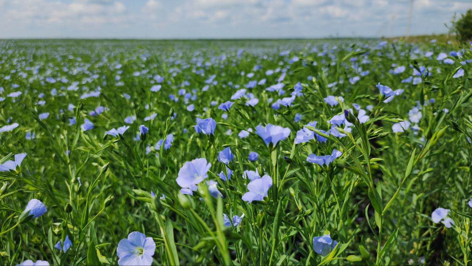 серебряные пруды, сельское хозяйство, лен,
