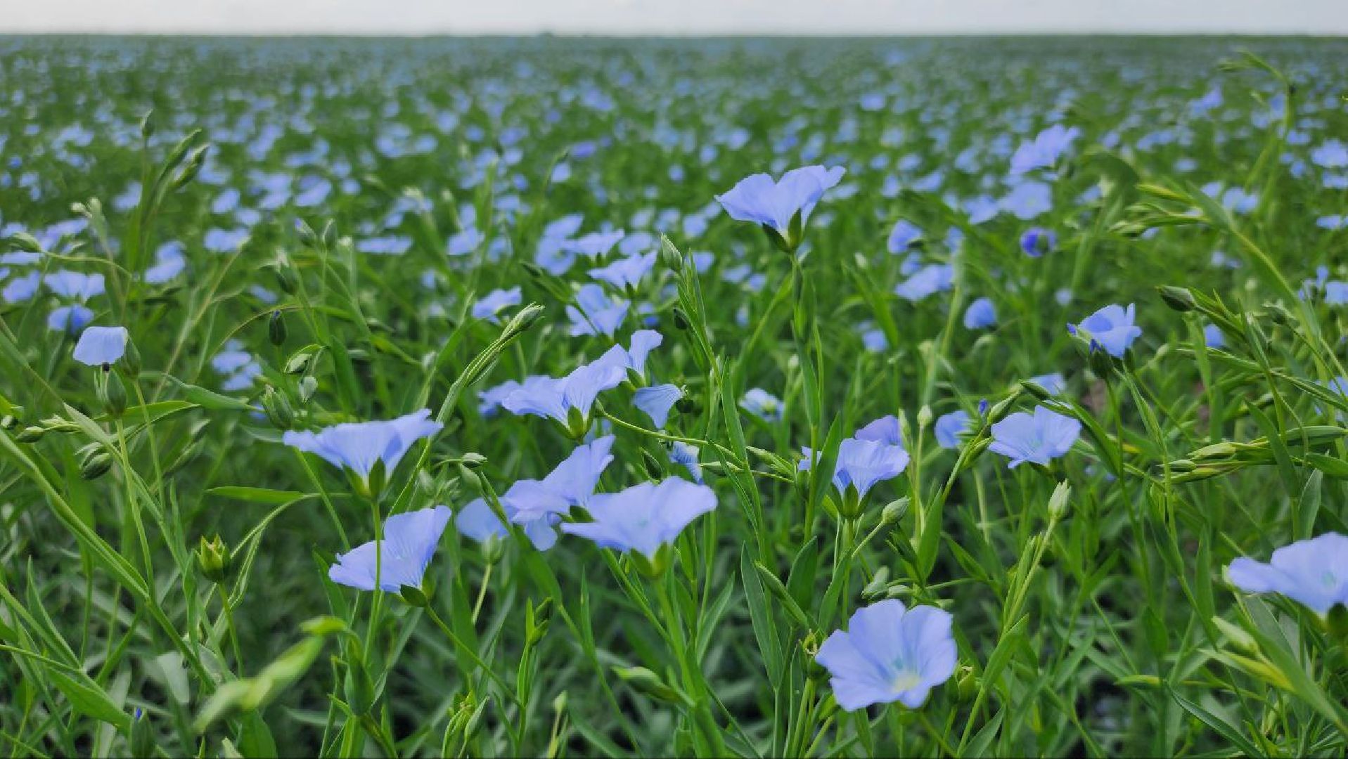 серебряные пруды, сельское хозяйство, лен,
