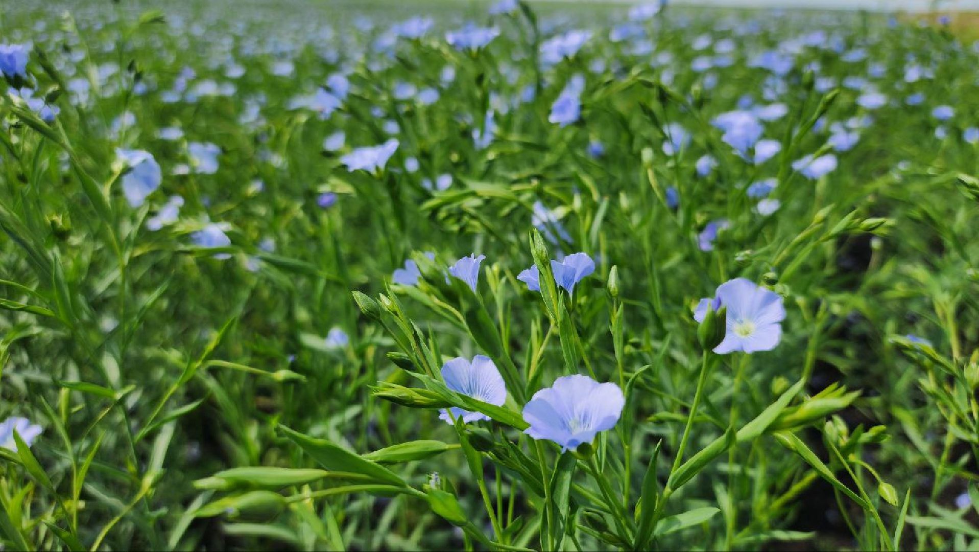 серебряные пруды, сельское хозяйство, лен,