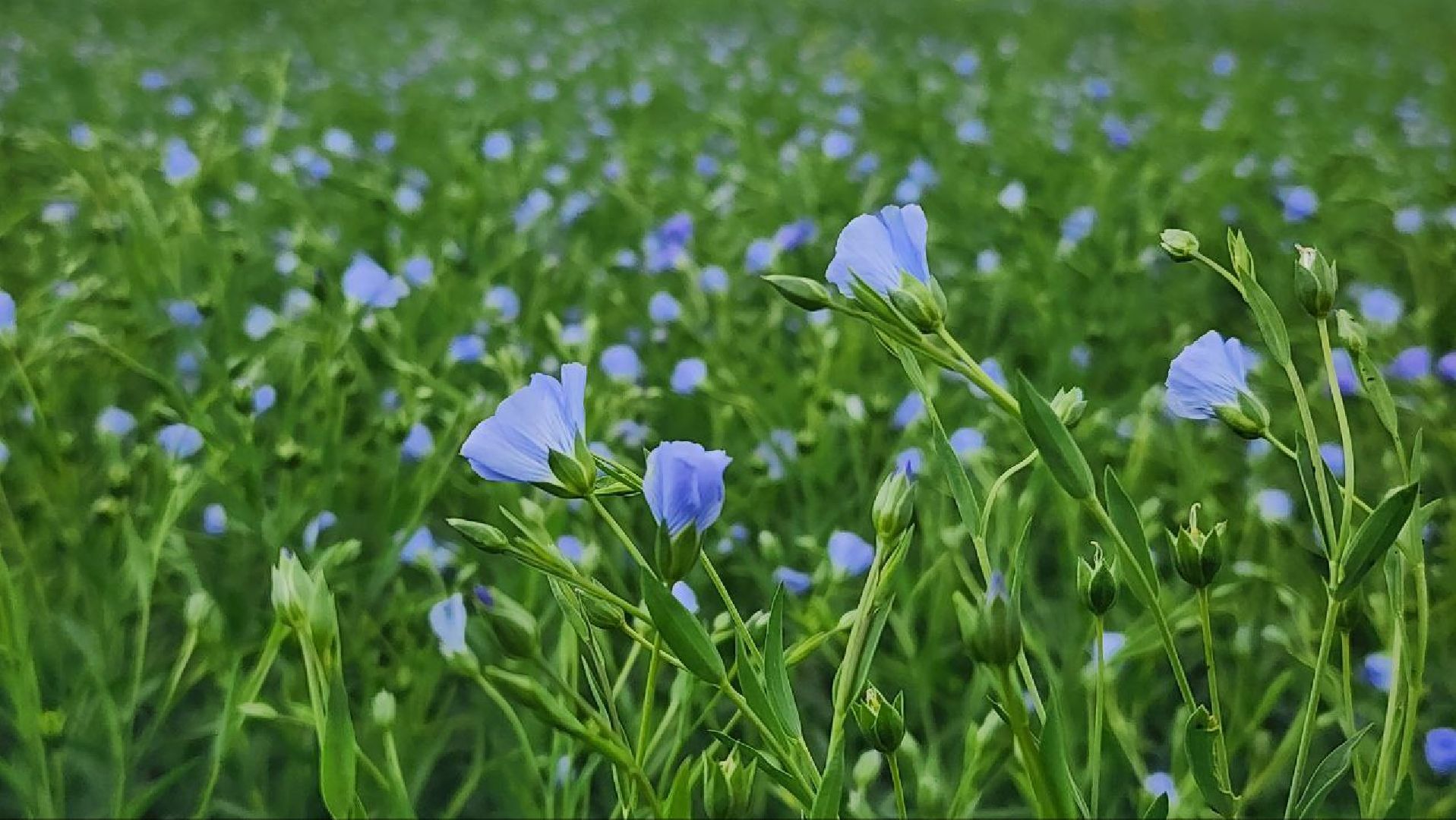 серебряные пруды, сельское хозяйство, лен,