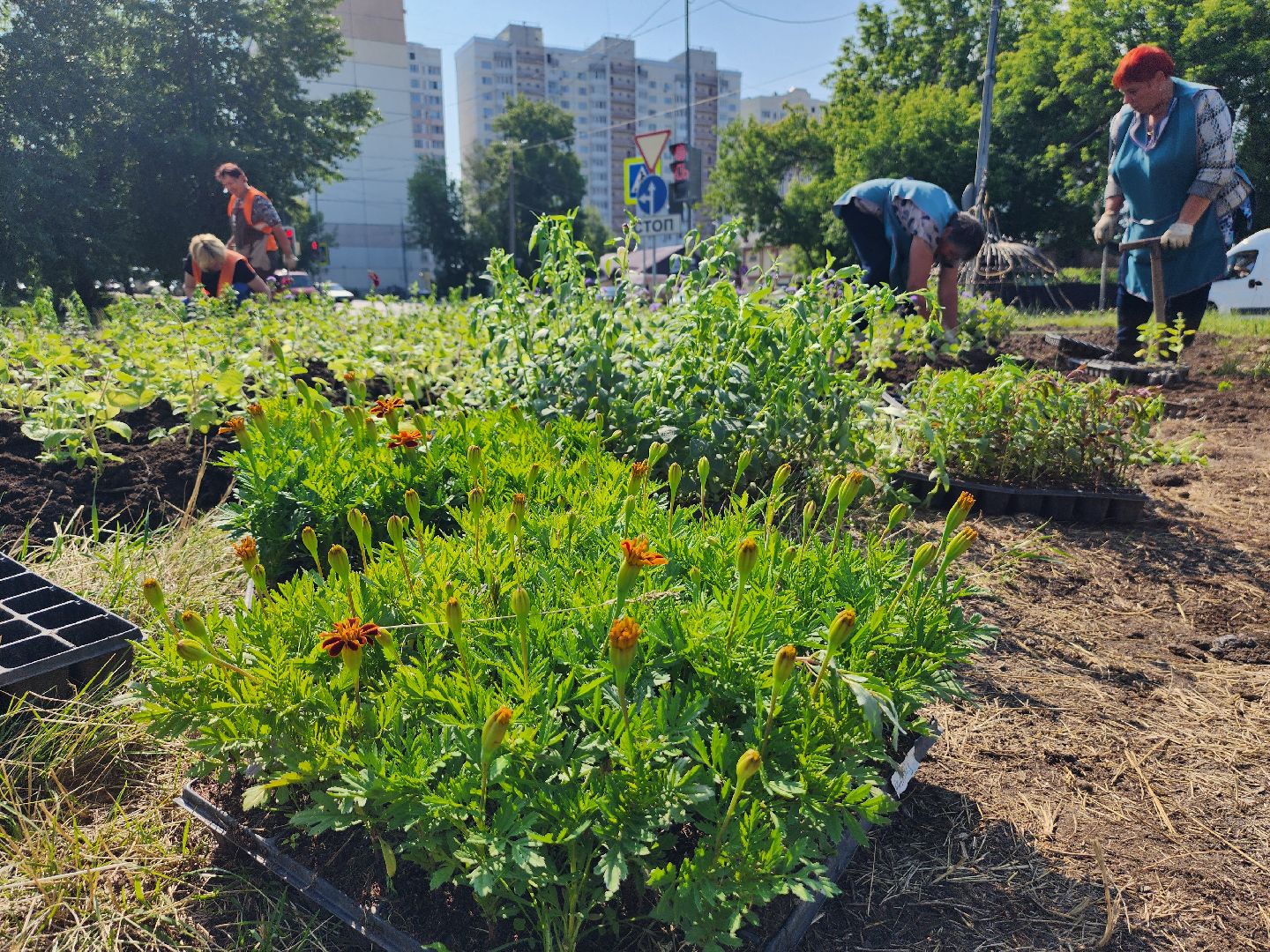 серпухов, борисовское шоссе, комбинат благоустройства, цветы на клумбе, городские цветы,