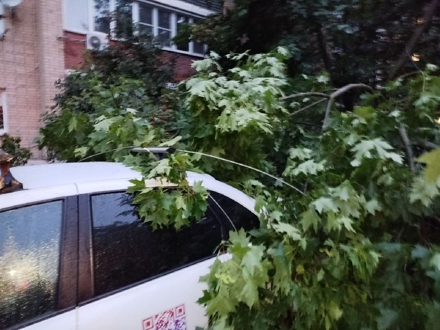чехов, улица чехова, двор жилого дома, упавшее дерево, обрыв проводов, восстановление уличного освещения, опиловка деревьев, содержание придомовой территории, мбу чеховское благоустройство,   россети московский регион,