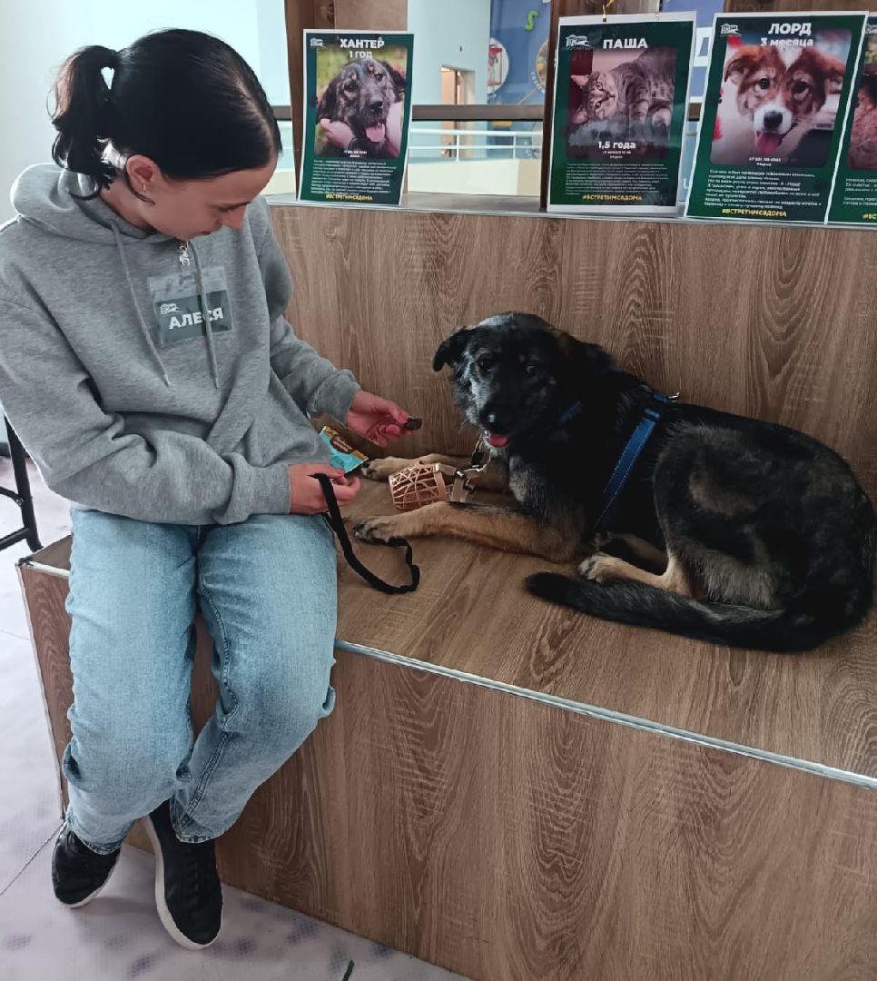 пушкино, акварель, бездомные животные, пристройство, волонтеры, кошки, собаки, помощь бездомным животным, питомцы, питомцы в добрые руки,