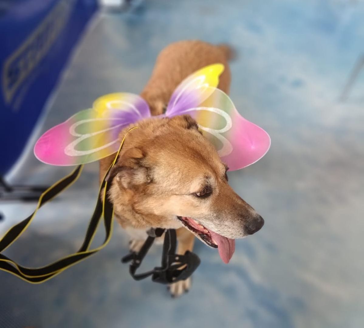 пушкино, акварель, бездомные животные, пристройство, волонтеры, кошки, собаки, помощь бездомным животным, питомцы, питомцы в добрые руки,