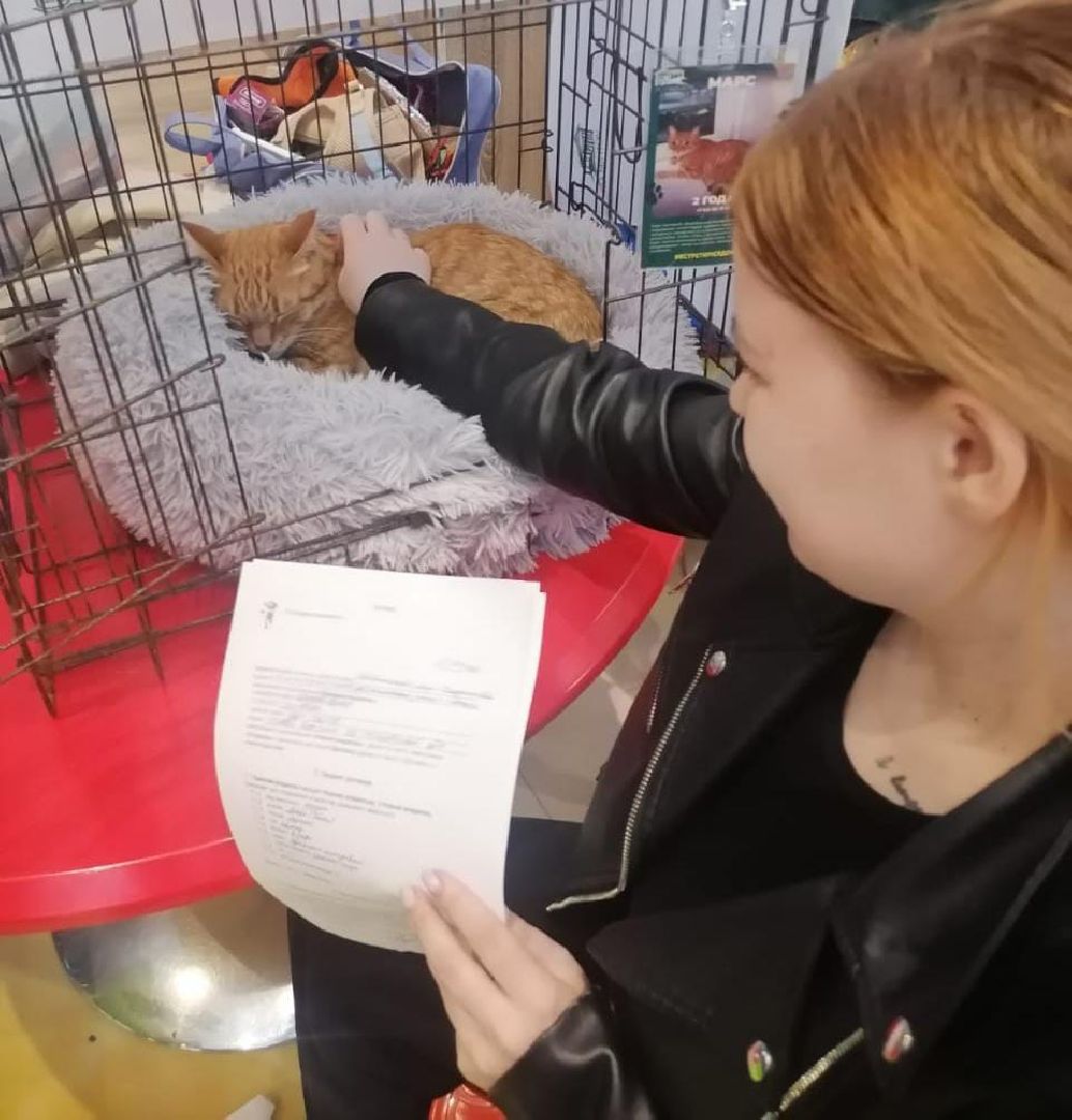 пушкино, акварель, бездомные животные, пристройство, волонтеры, кошки, собаки, помощь бездомным животным, питомцы, питомцы в добрые руки,