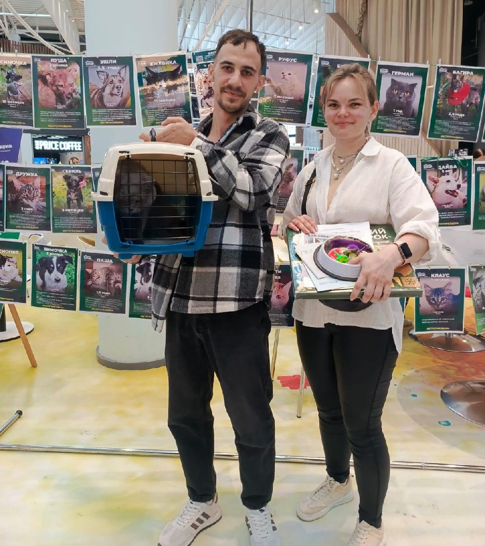 пушкино, акварель, бездомные животные, пристройство, волонтеры, кошки, собаки, помощь бездомным животным, питомцы, питомцы в добрые руки,