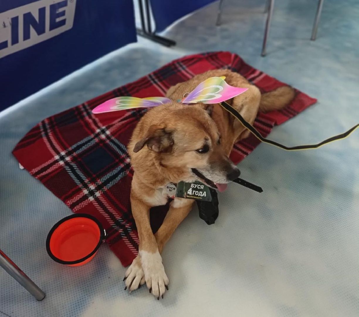 пушкино, акварель, бездомные животные, пристройство, волонтеры, кошки, собаки, помощь бездомным животным, питомцы, питомцы в добрые руки,