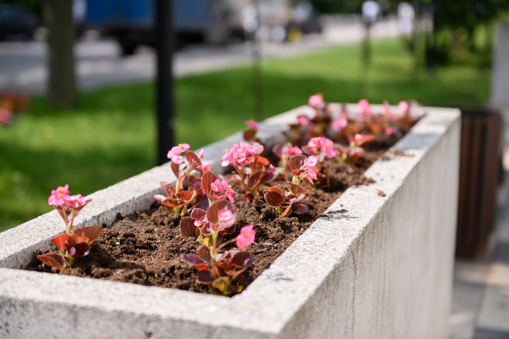 жкх, лыткарино, цветы, клумбы,