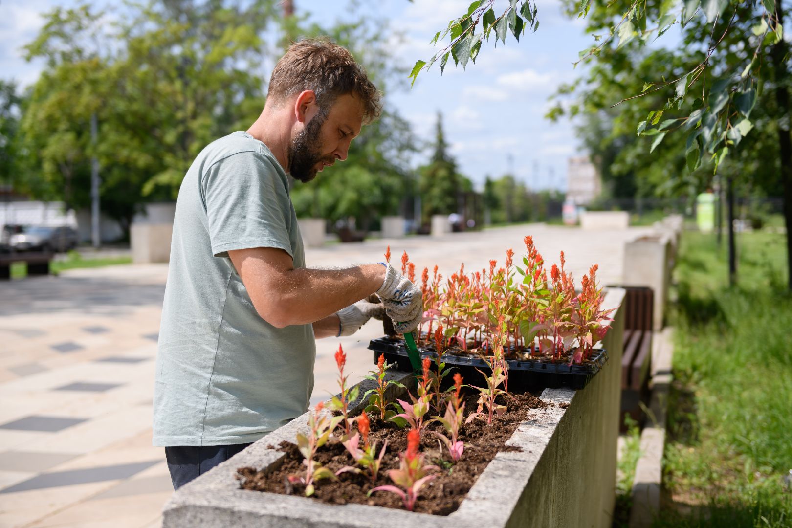 жкх, лыткарино, цветы, клумбы,