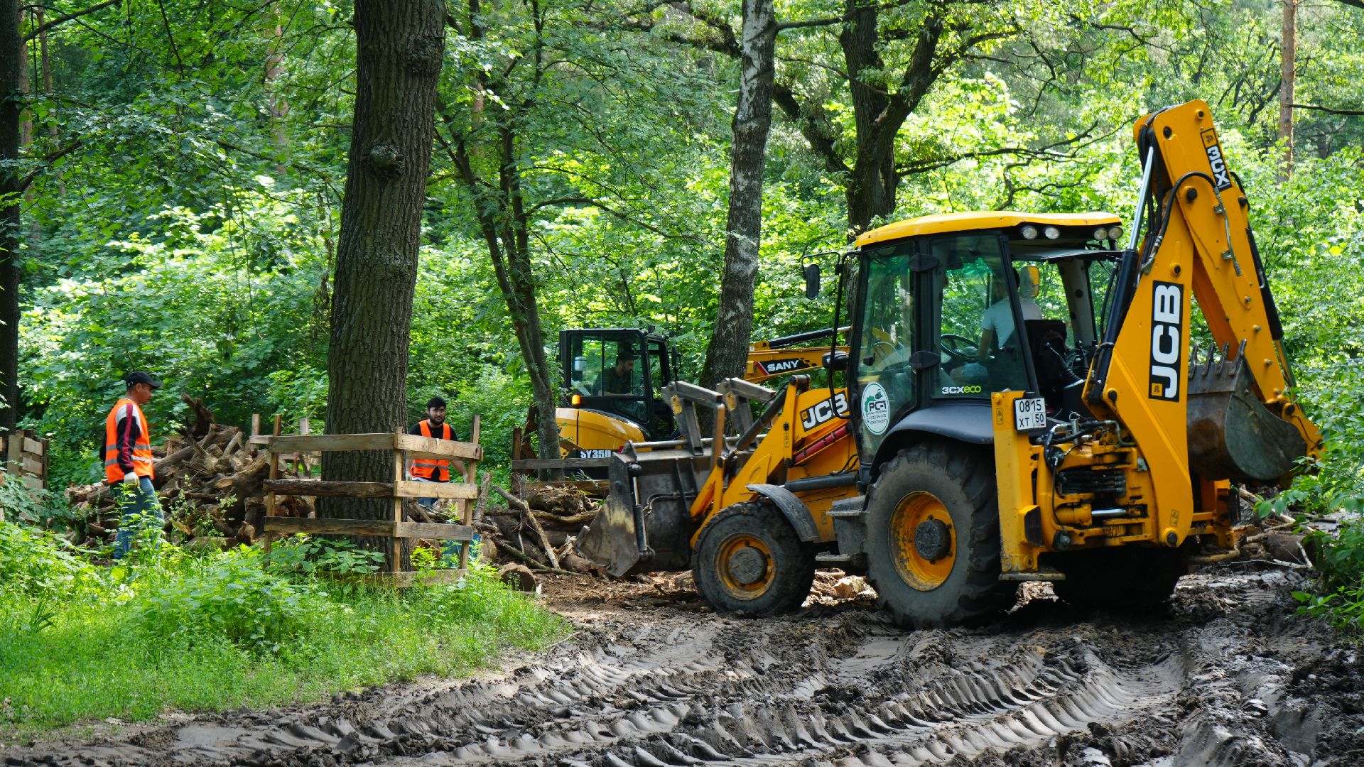лес, томилинский лесопарк,