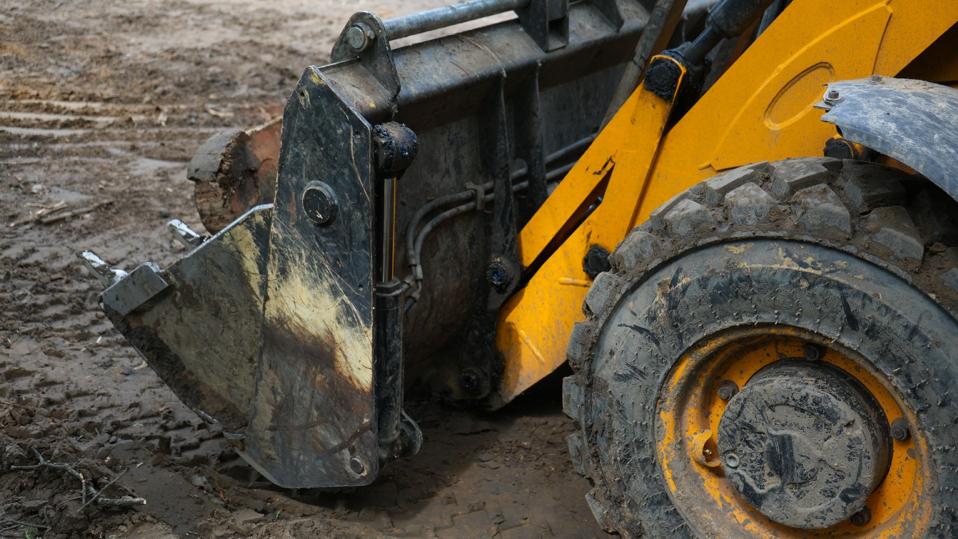 лес, томилинский лесопарк,