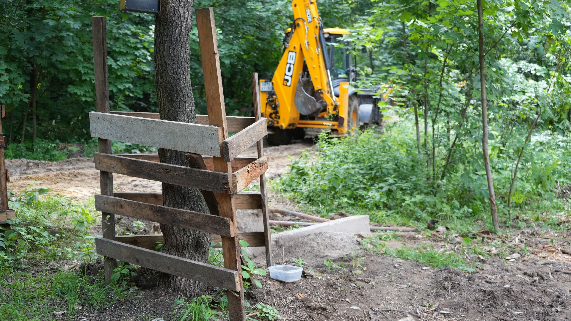 лес, томилинский лесопарк,