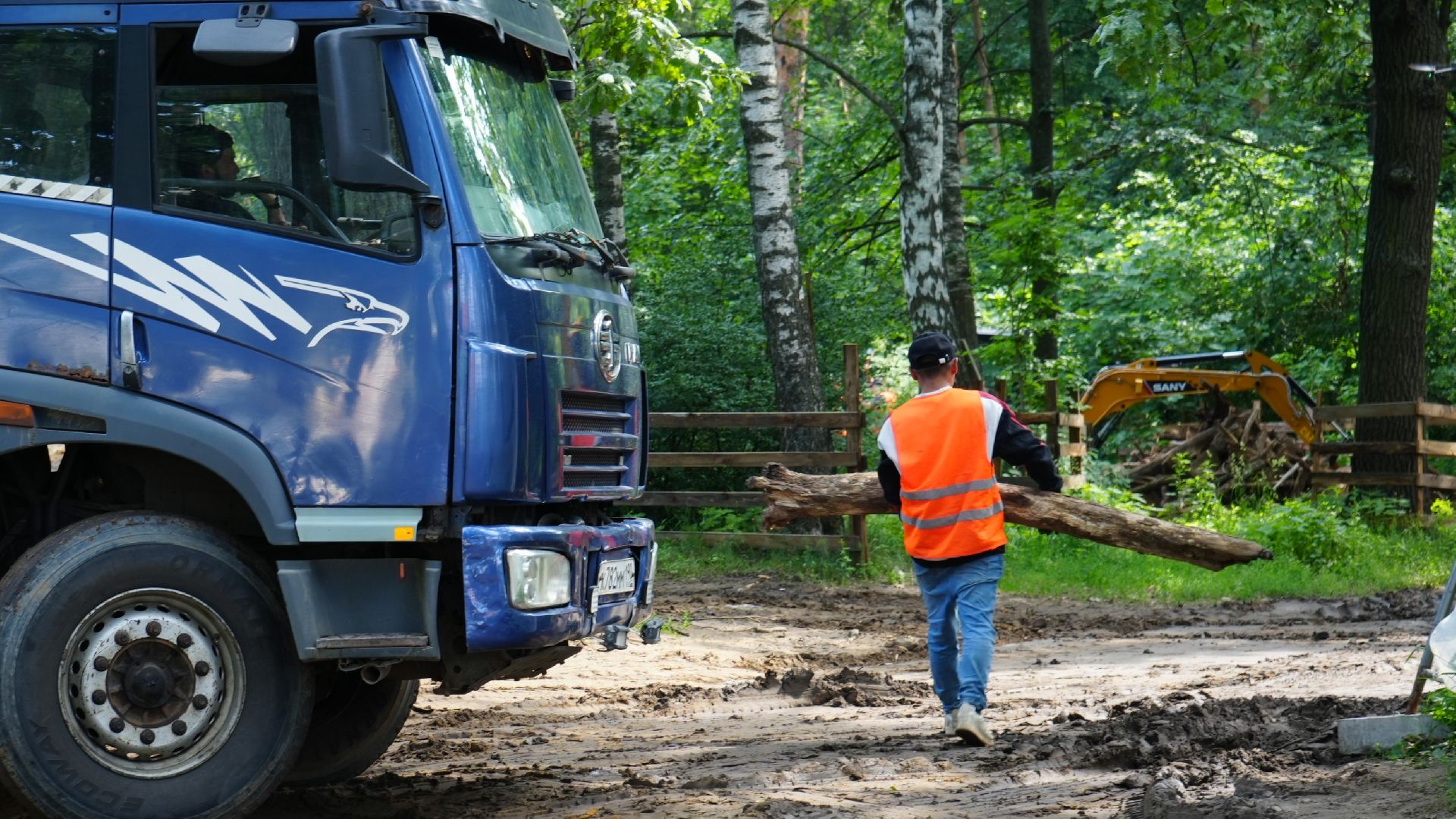 лес, томилинский лесопарк,