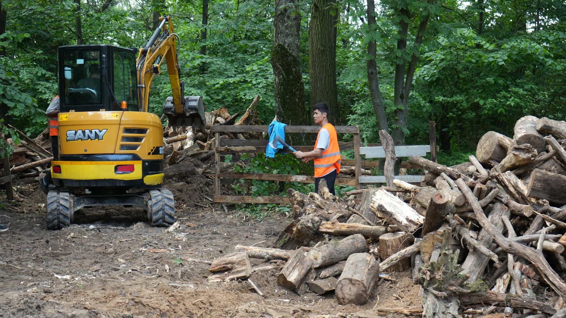 лес, томилинский лесопарк,