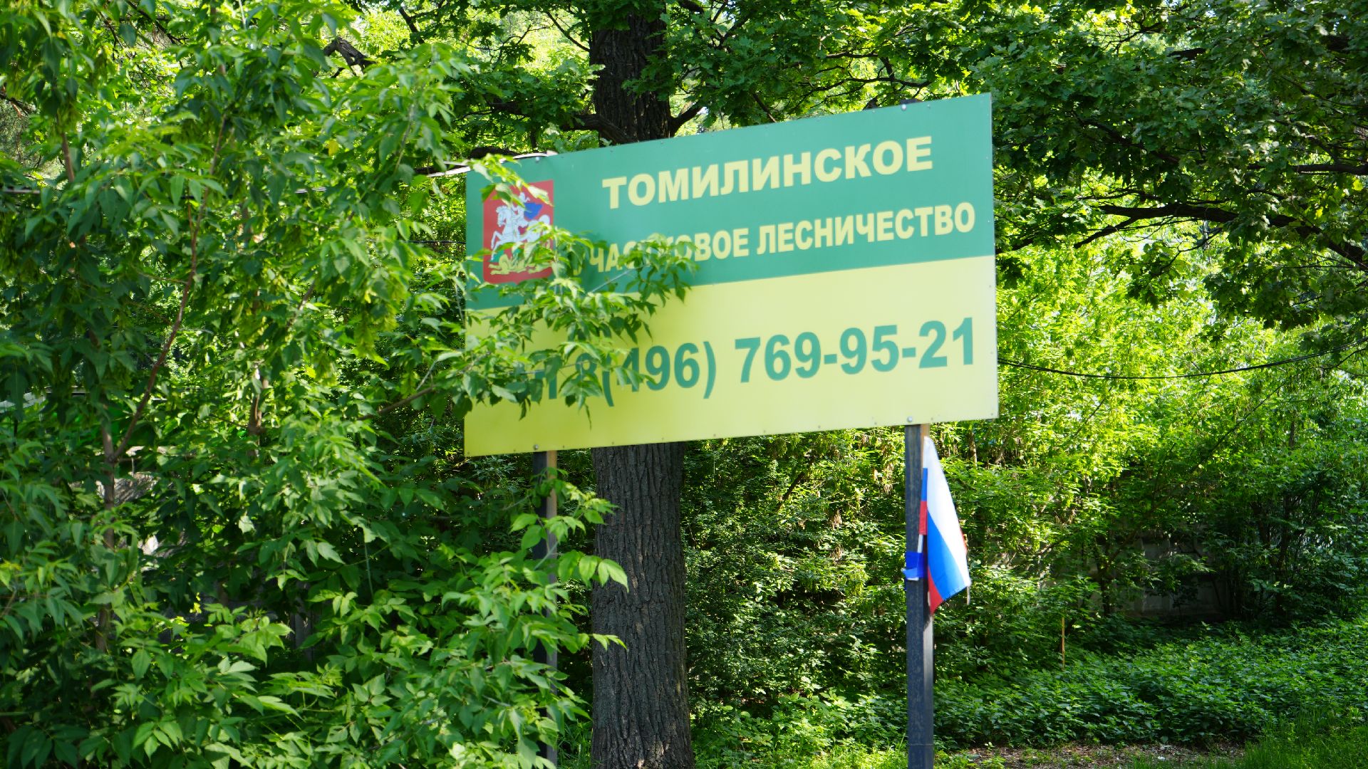 лес, томилинский лесопарк,