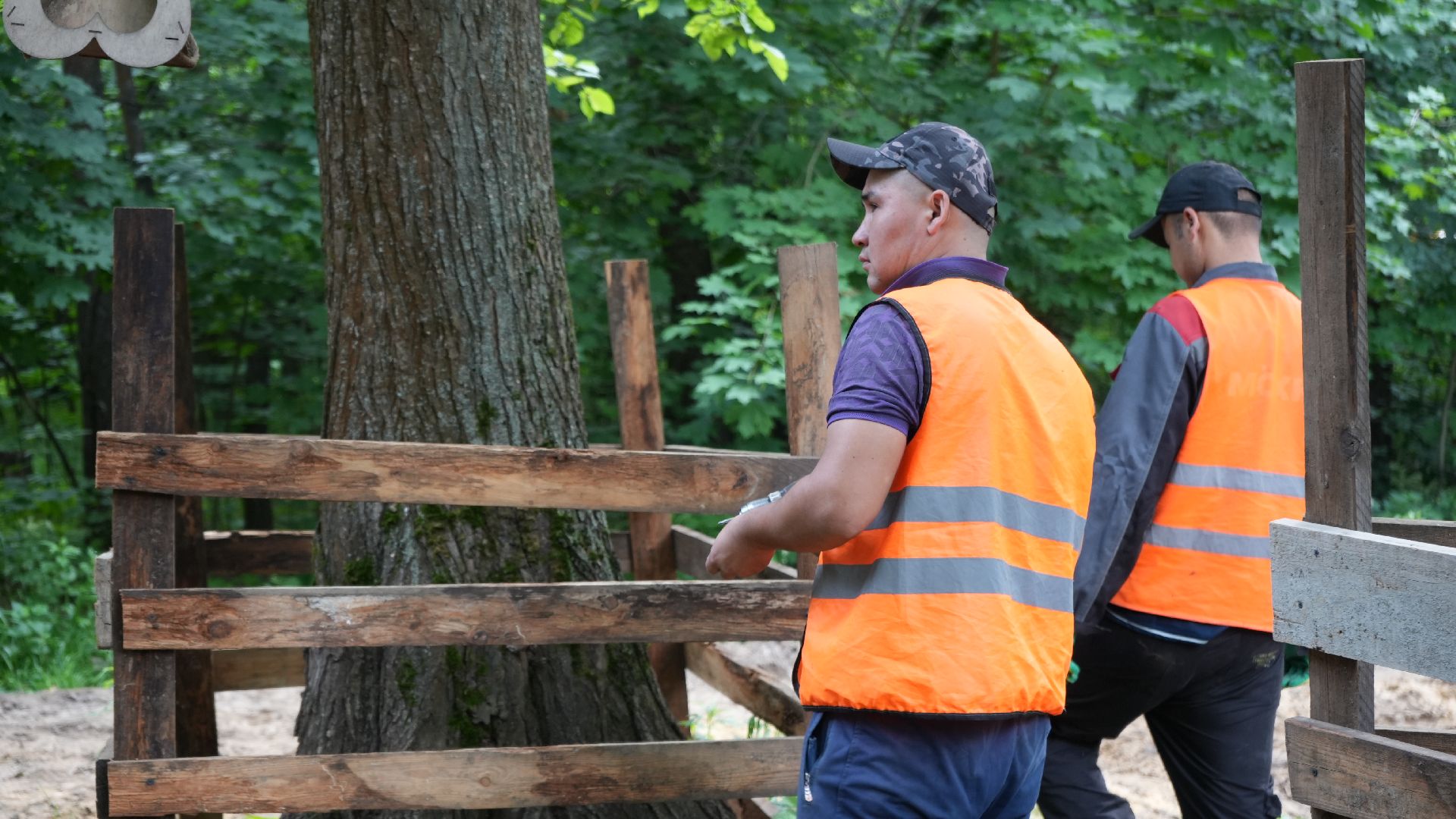 лес, томилинский лесопарк,